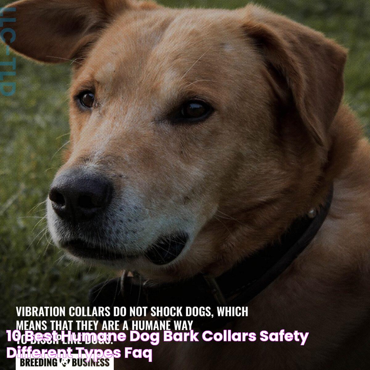 10 Best Humane Dog Bark Collars Safety, Different Types & FAQ