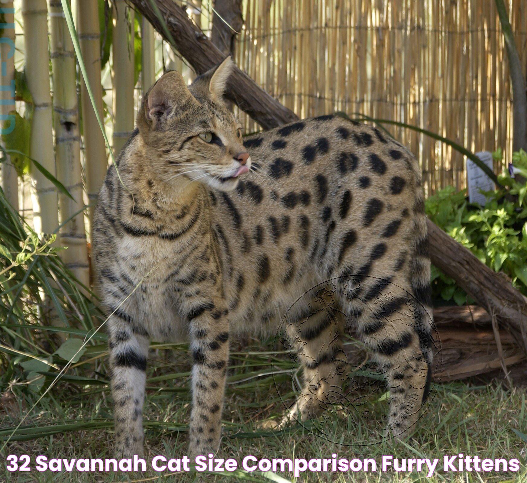 32+ Savannah Cat Size Comparison Furry Kittens