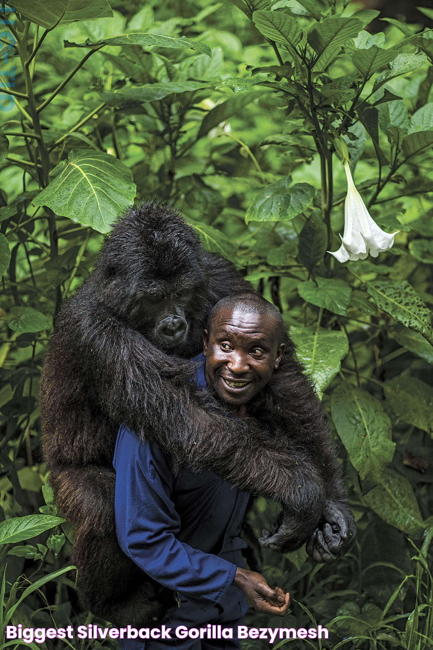 World's Largest Gorilla: The Legend And Facts