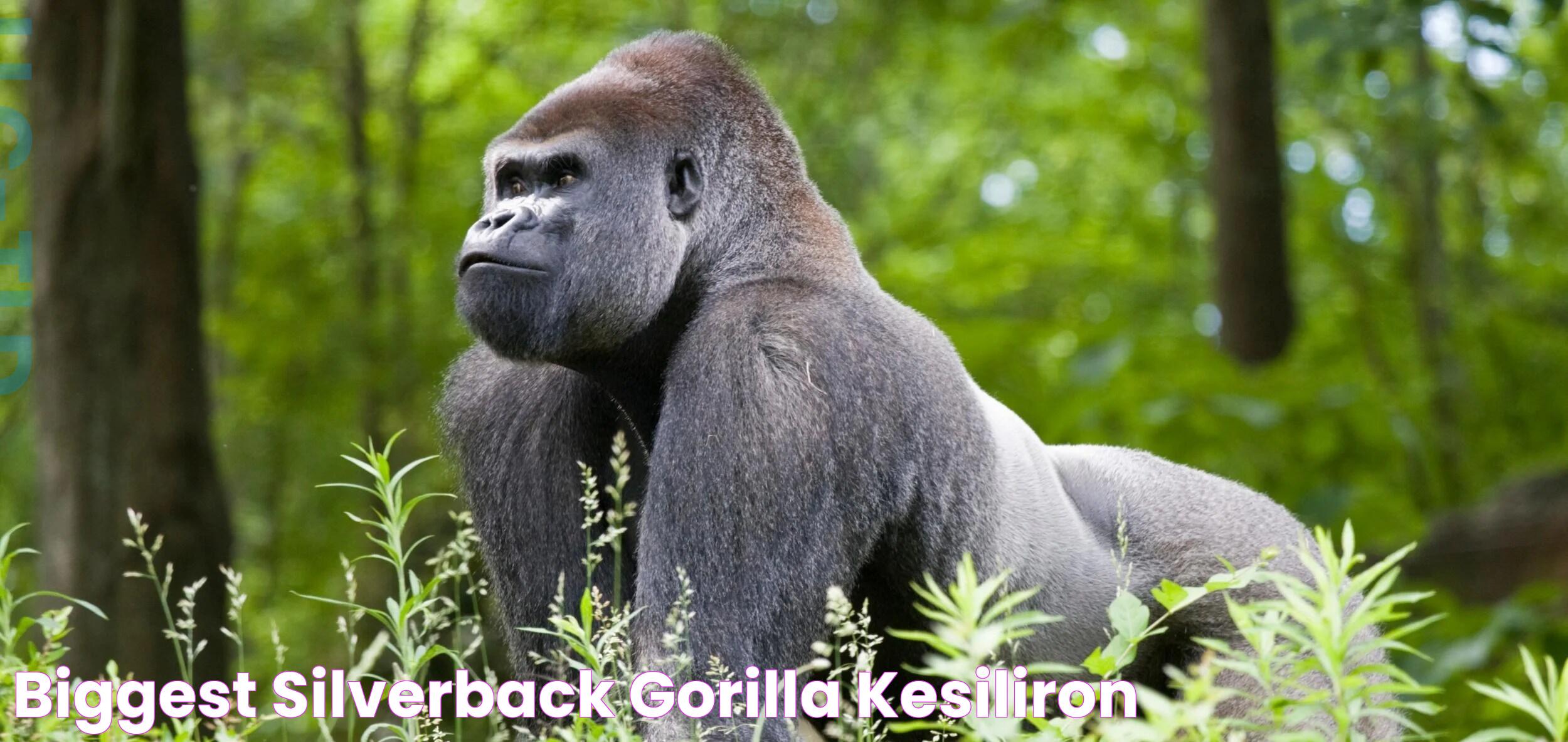 Biggest silverback gorilla kesiliron