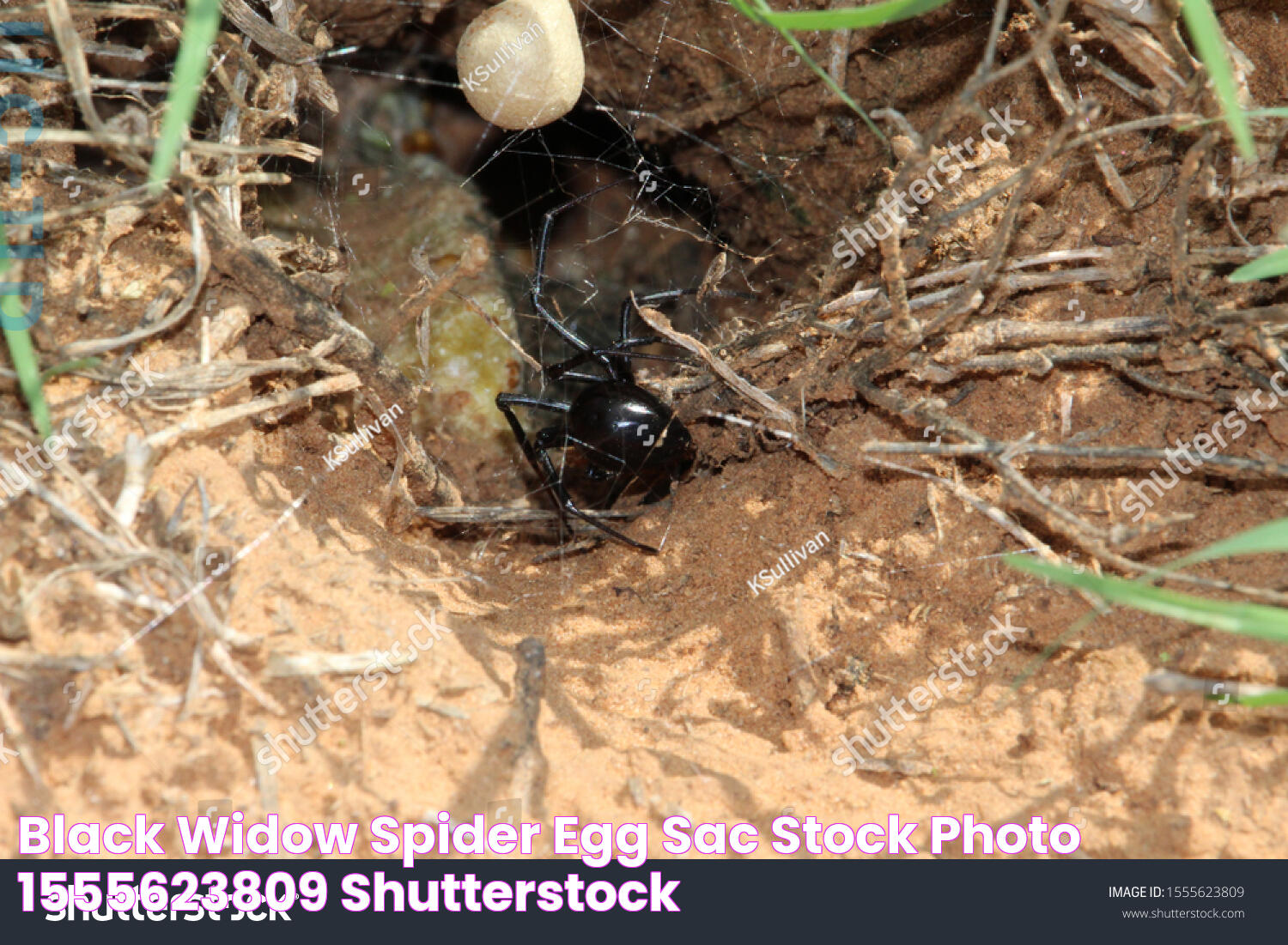 Unraveling The Mysteries Of The Black Widow Spider Egg Sac