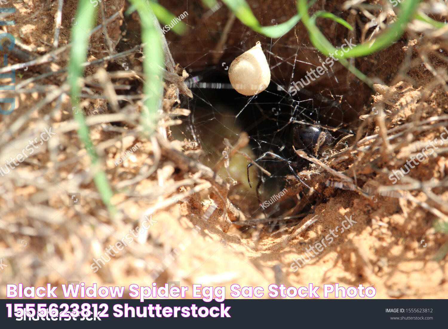 Black Widow Spider Egg Sac Stock Photo 1555623812 Shutterstock