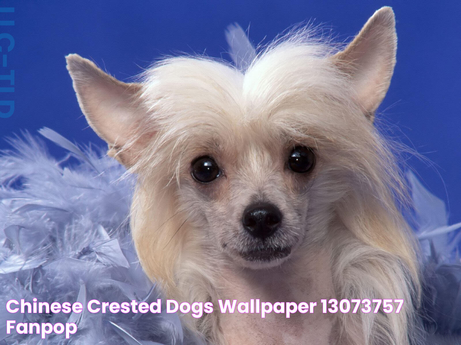 Chinese Crested ! Dogs Wallpaper (13073757) Fanpop