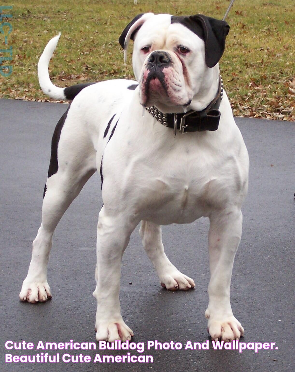 English Bulldog &amp; American Bulldog: A Detailed Guide