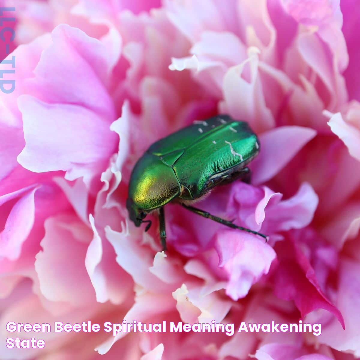 Green Beetle spiritual meaning Awakening State