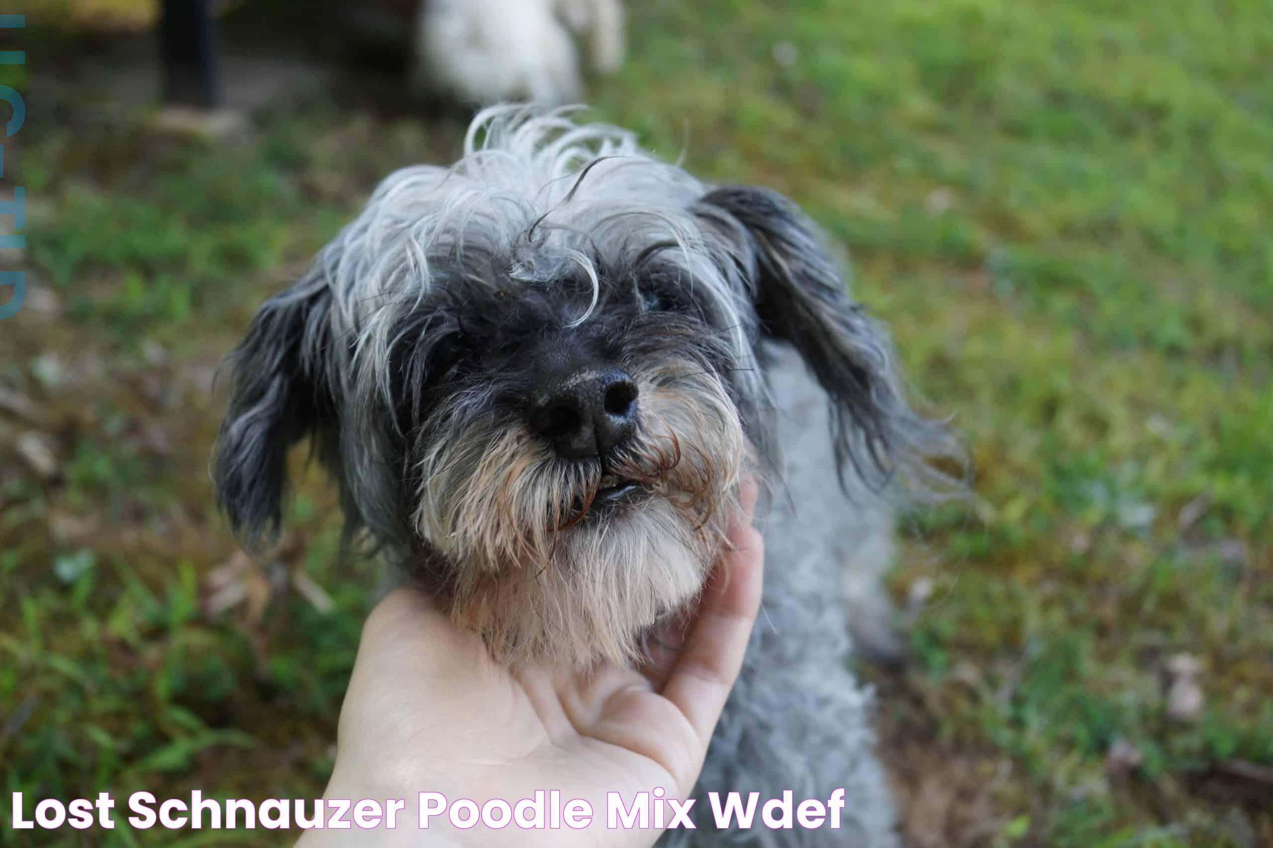 All You Need To Know About The Poodle Schnauzer Mix: The Perfect Companion