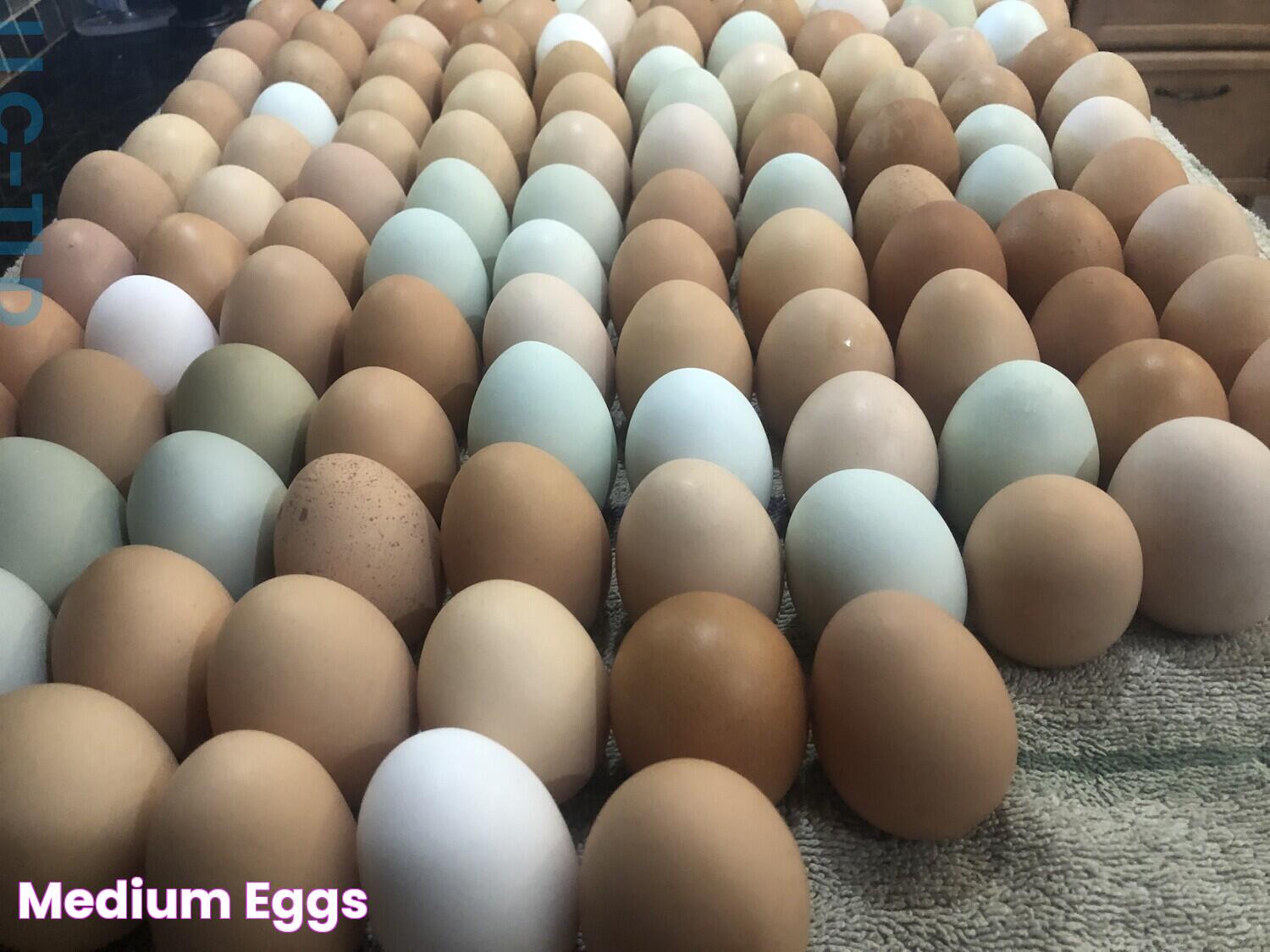 Medium Eggs