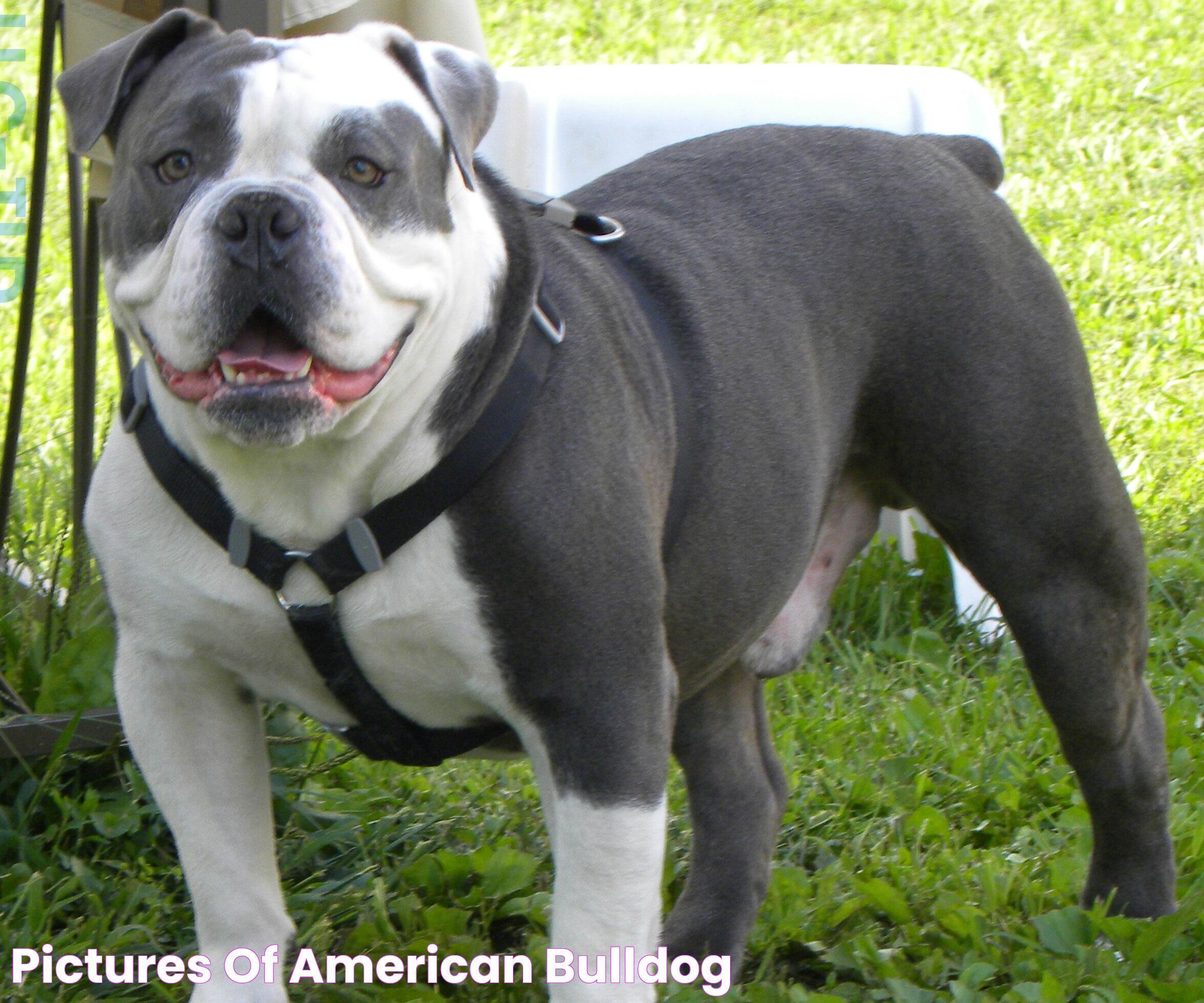 Pictures Of American Bulldog