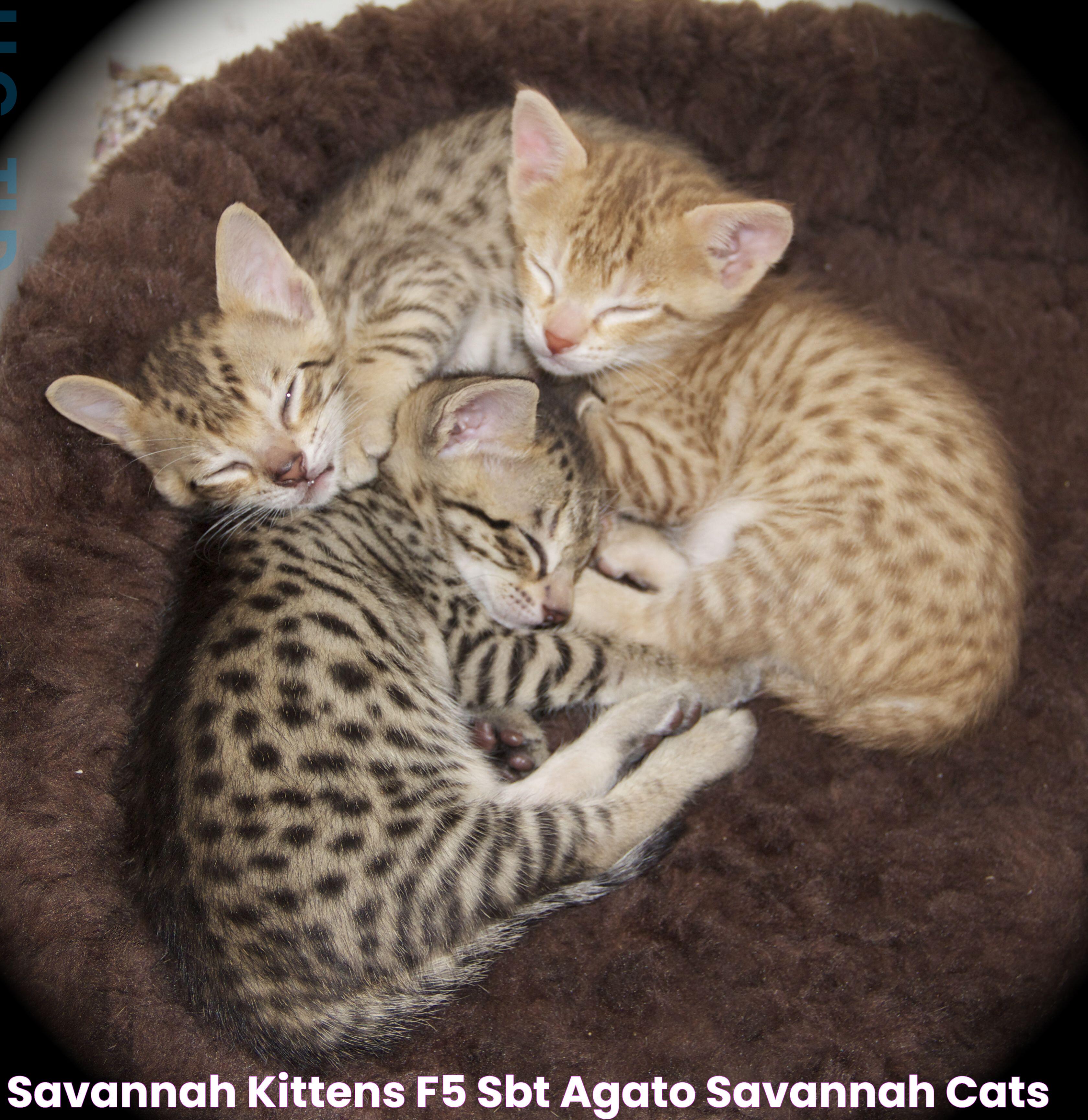 Secrets Of Savannah Cat Kittens: A Guide To The Exotic Feline Breed