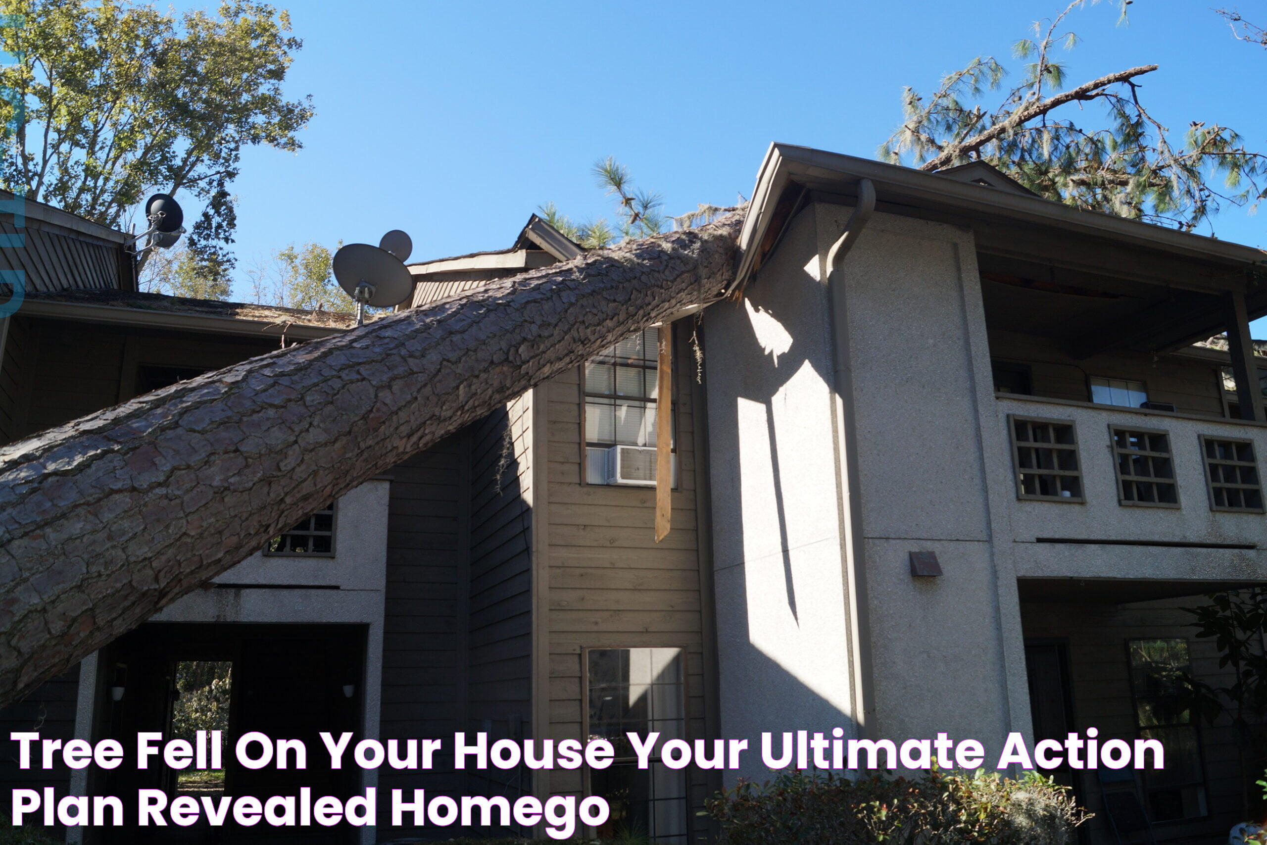 Tree Fell on Your House? Your Ultimate Action Plan Revealed HomeGo