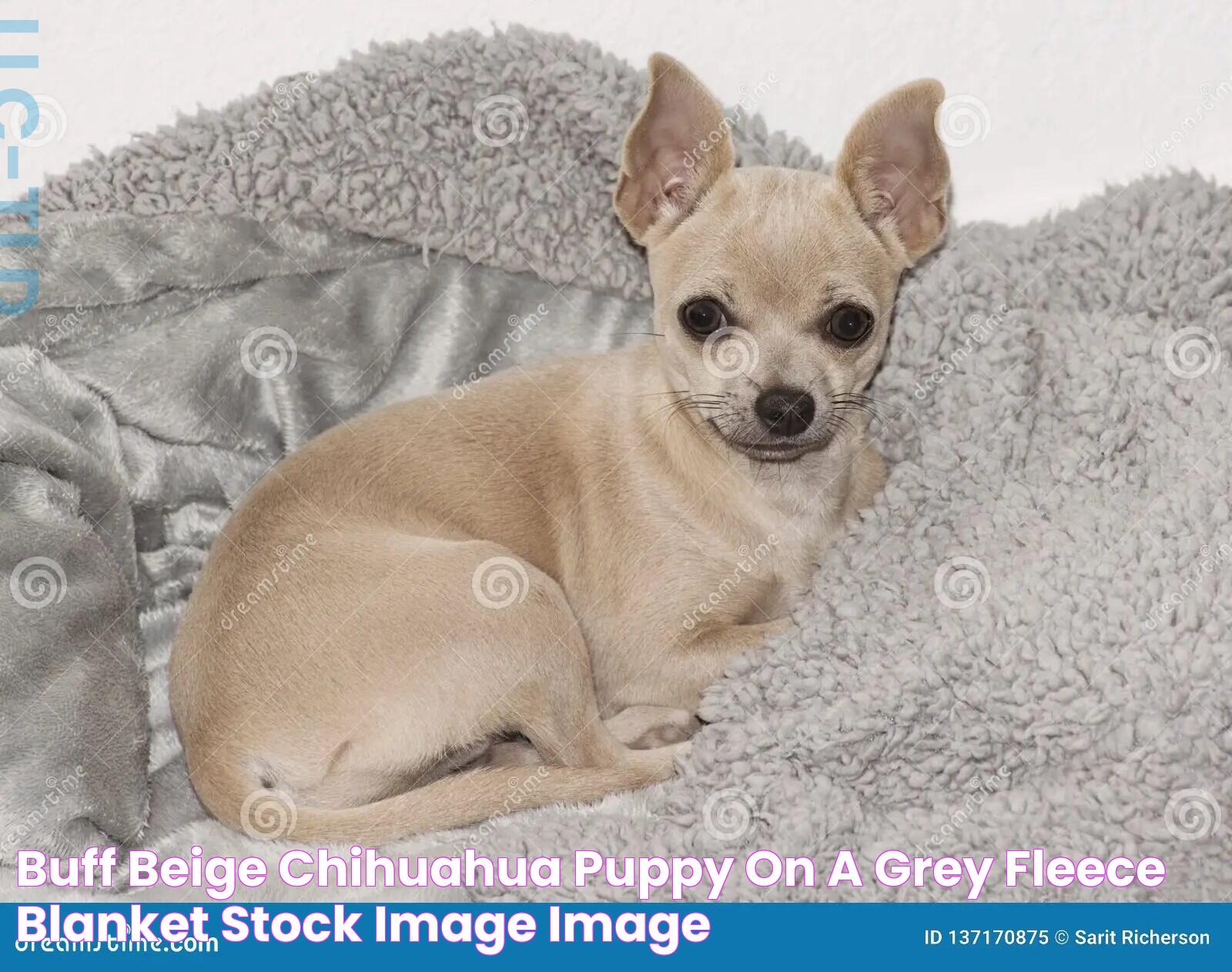 Buff Beige Chihuahua Puppy on a Grey Fleece Blanket Stock Image Image