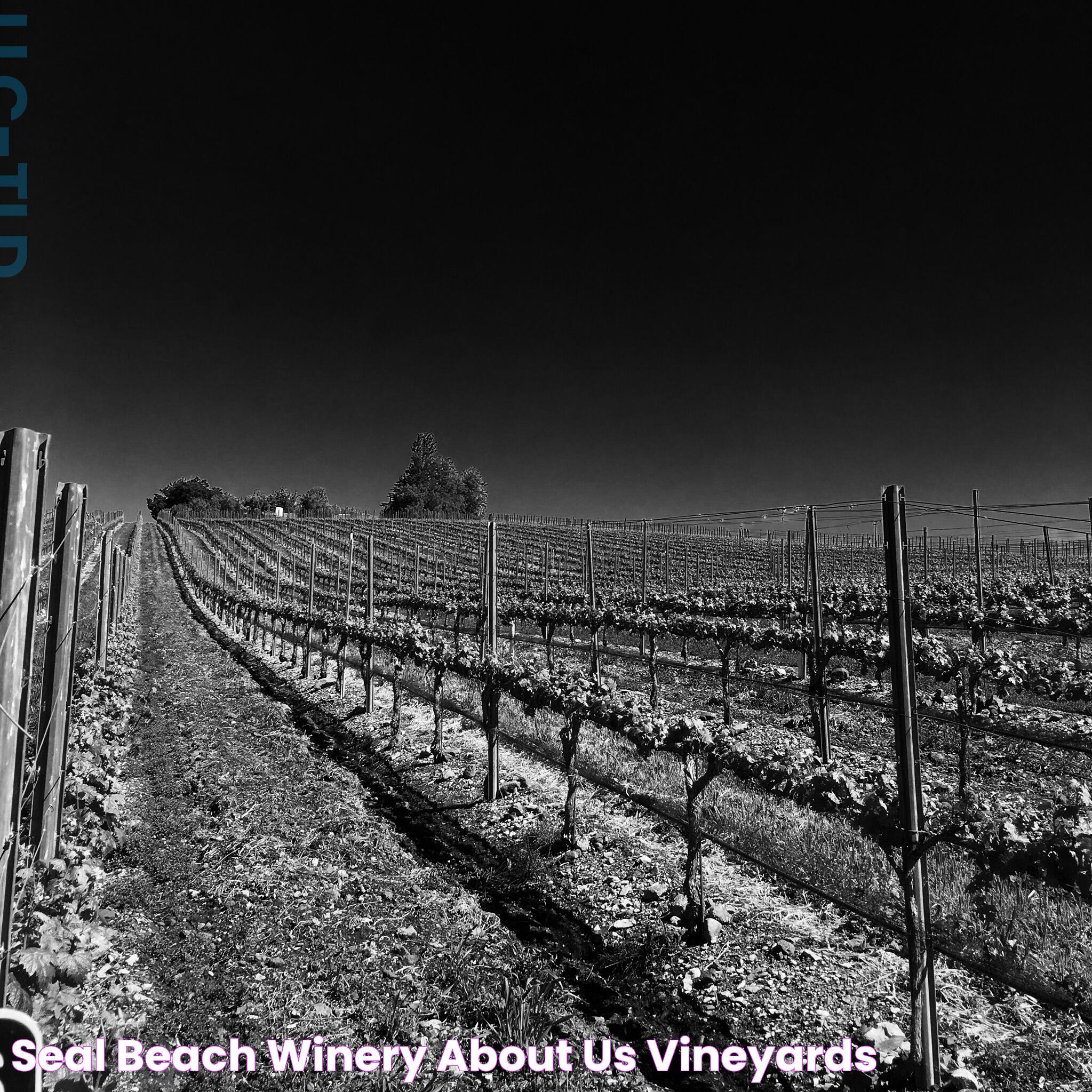 Seal Beach Winery: A Haven For Wine Enthusiasts And Connoisseurs