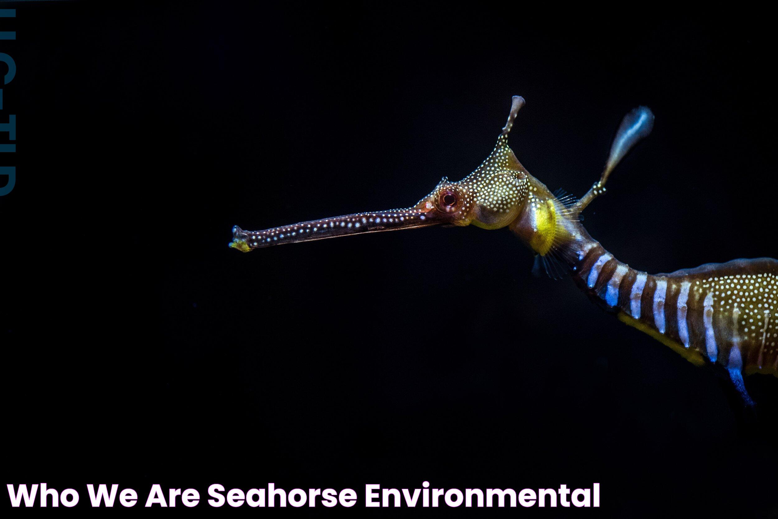 Seahorse Environmental: Significance And Sustainability