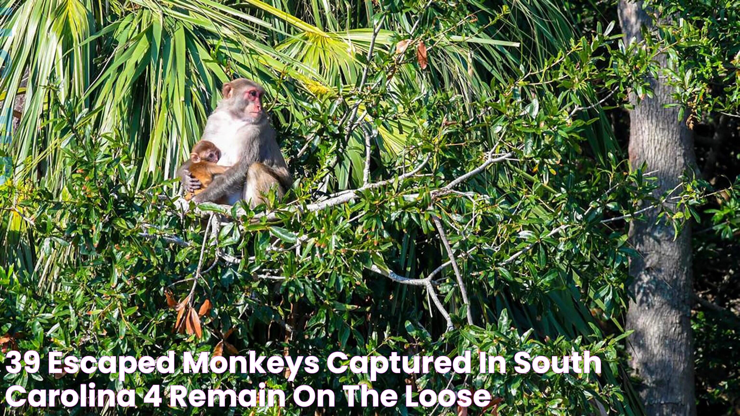 The Astonishing Case Of 40 Monkeys Escaped South Carolina: An Intriguing Tale