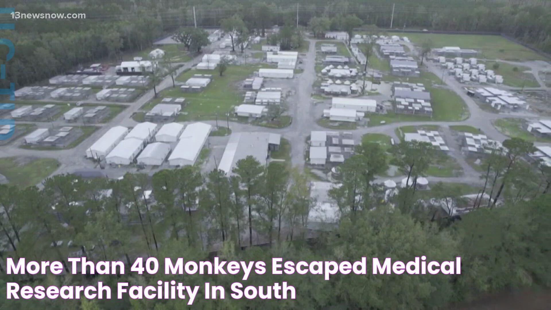 More than 40 monkeys escaped medical research facility in South