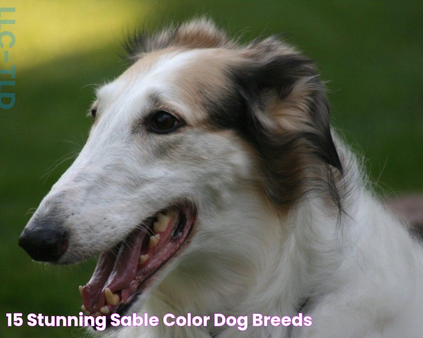 15 Stunning Sable Color Dog Breeds!