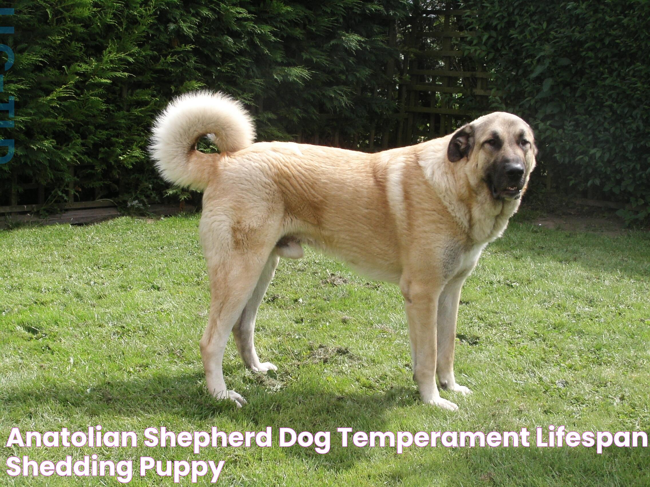 Anatolian Shepherd Dog Temperament, Lifespan, Shedding, Puppy