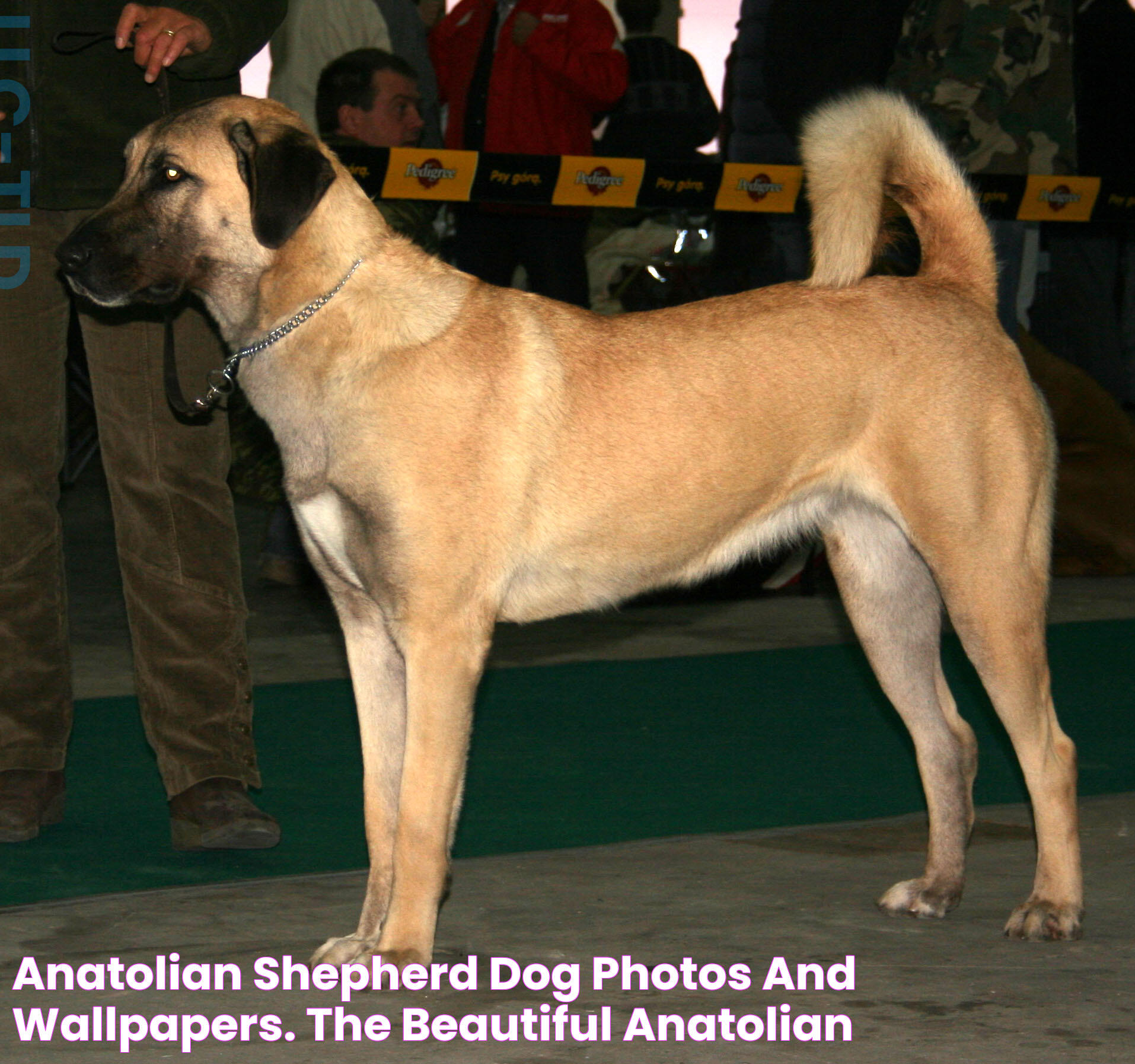 The Majestic Anatolian Shepherd Dog: Protector Of Flocks And Families