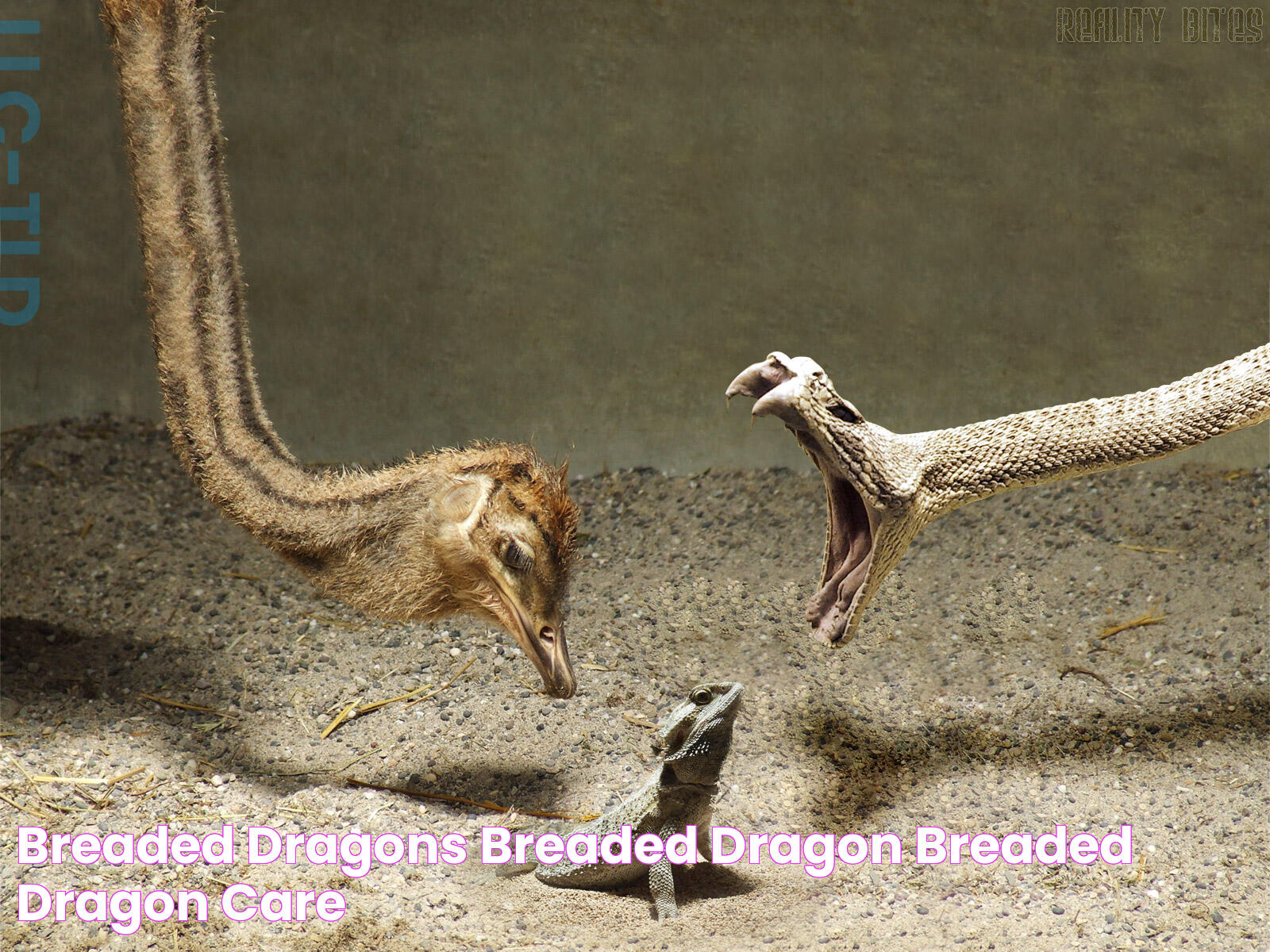 Bearded Dragon Care: Essential Tips For A Happy And Healthy Pet