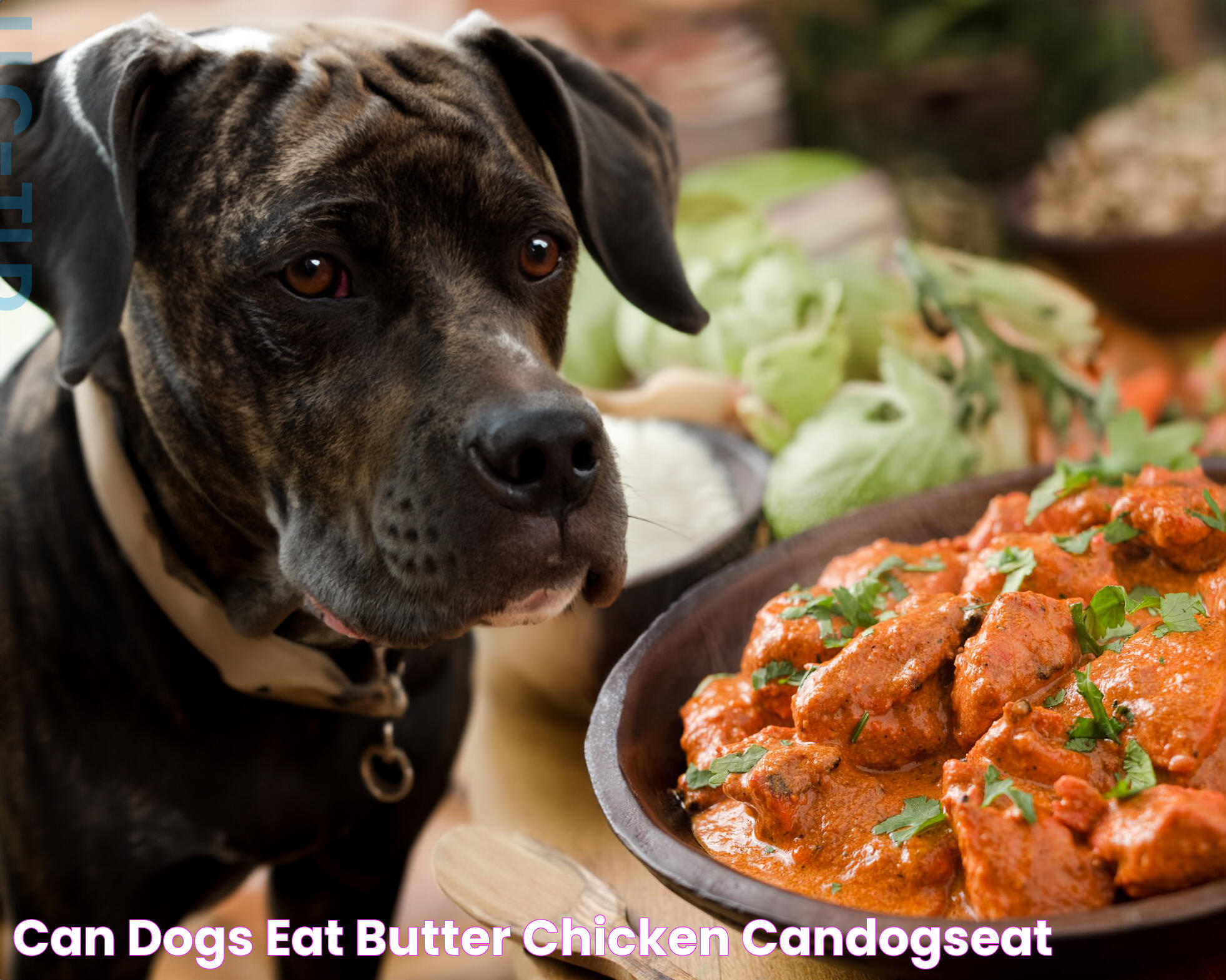 Can Dogs Eat Butter? A Pet Owner's Guide