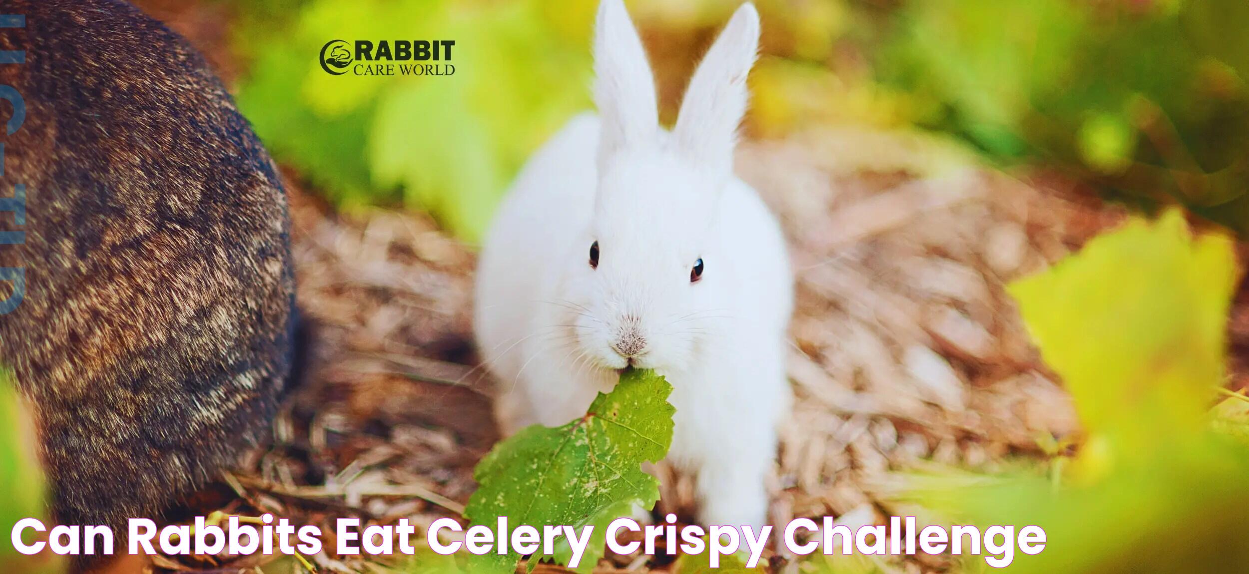 Rabbits And Celery: A Nutritional Pairing