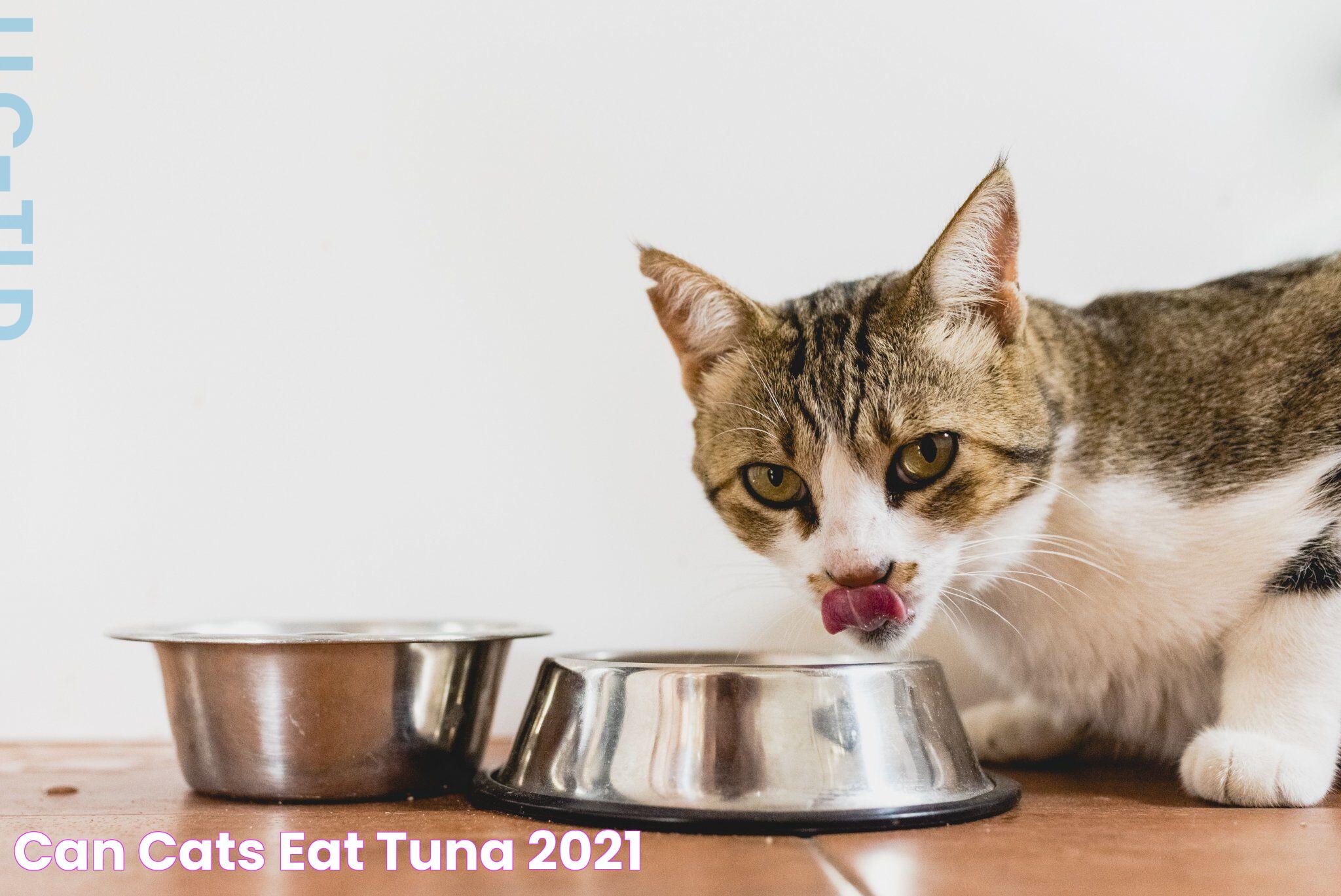 Can Cats Eat Tuna? Insights For Pet Owners