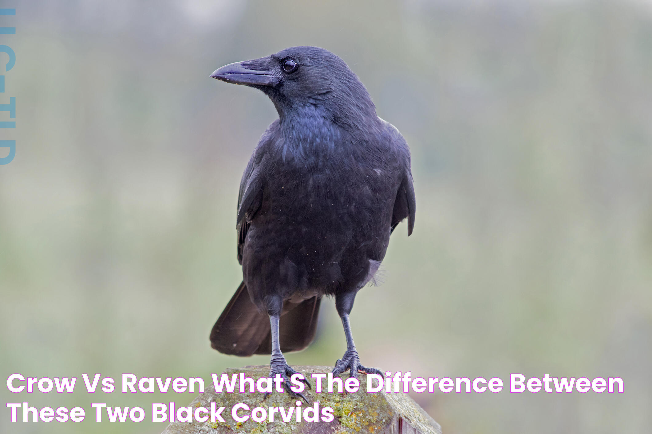 Intriguing Insights Into The Difference Between A Raven And A Crow