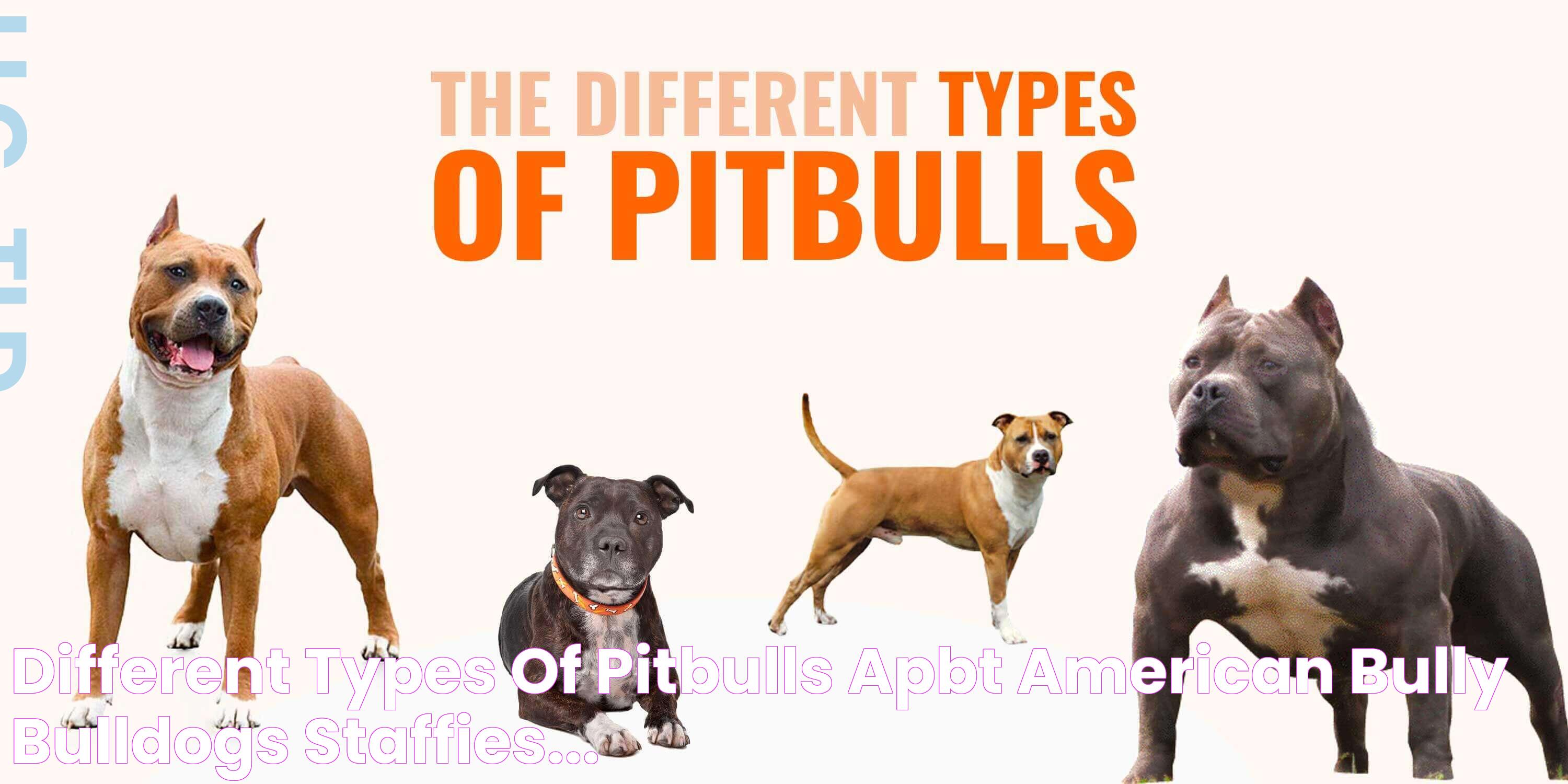 Different Types of Pitbulls — APBT, American Bully, Bulldogs, Staffies...