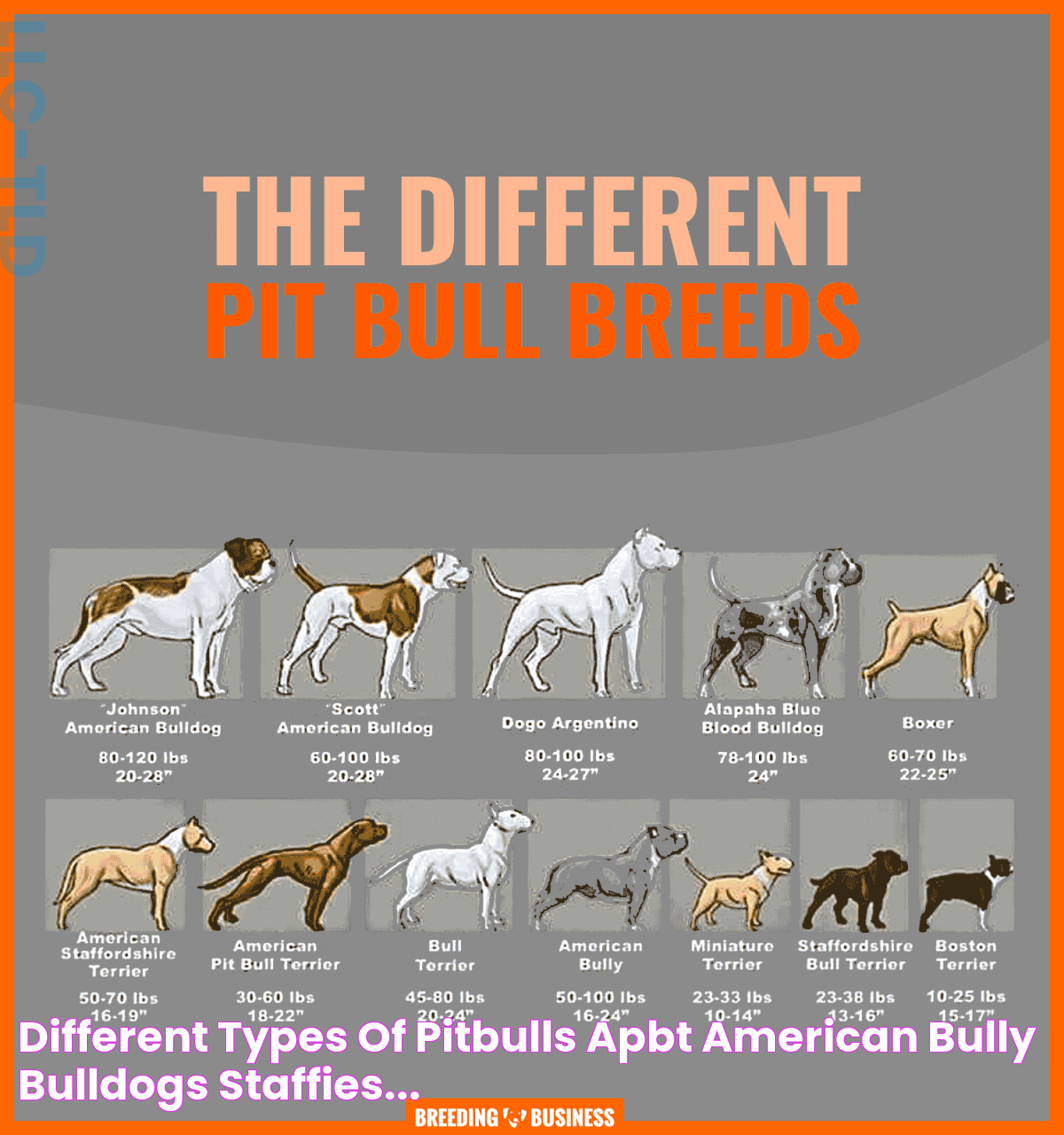 Different Types Of Pitbulls: A Detailed Guide To This Beloved Breed