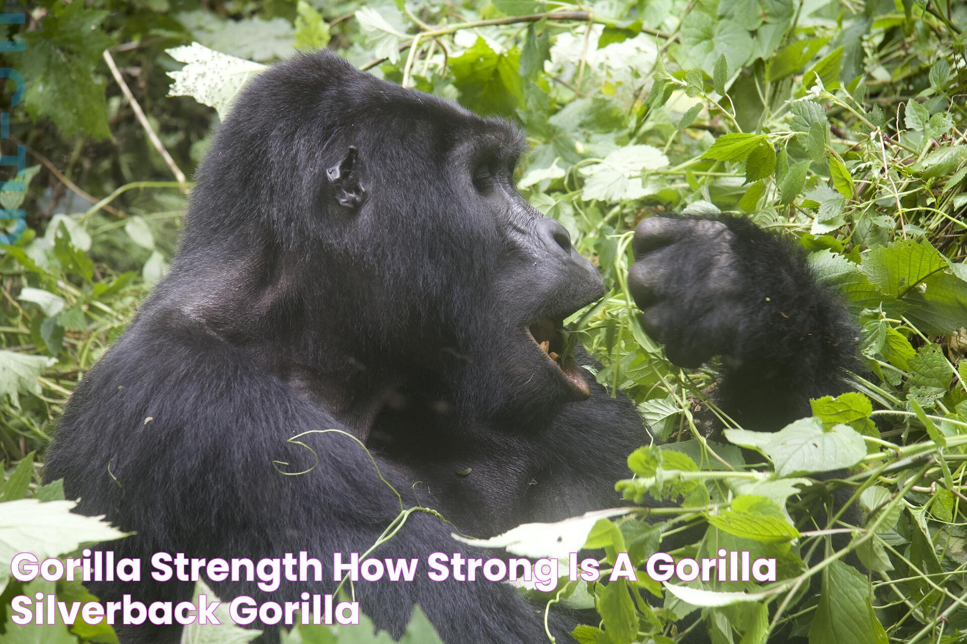 Gorilla Strength How Strong is a Gorilla/Silverback Gorilla?