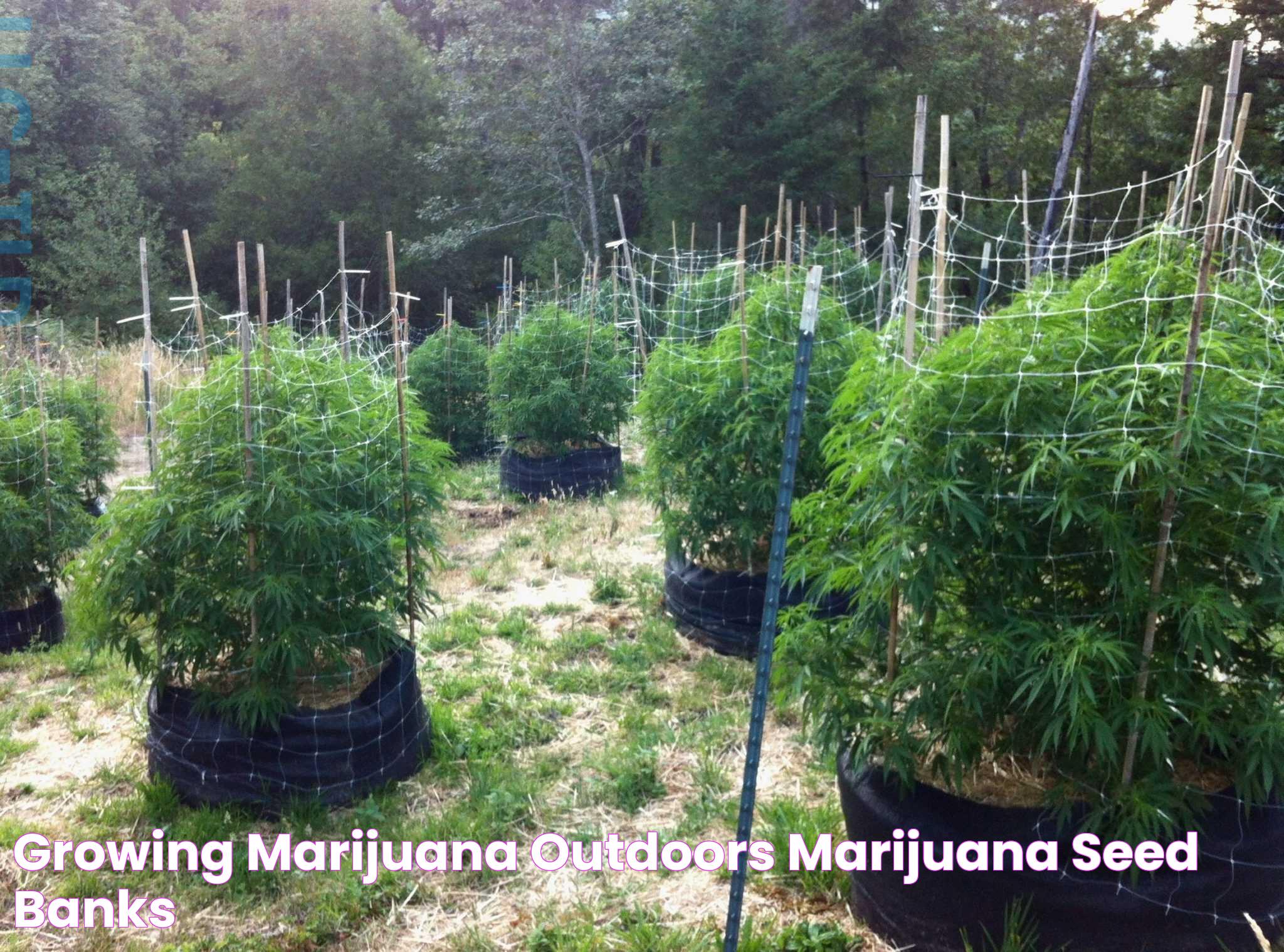 Growing Marijuana Outdoors Marijuana Seed Banks