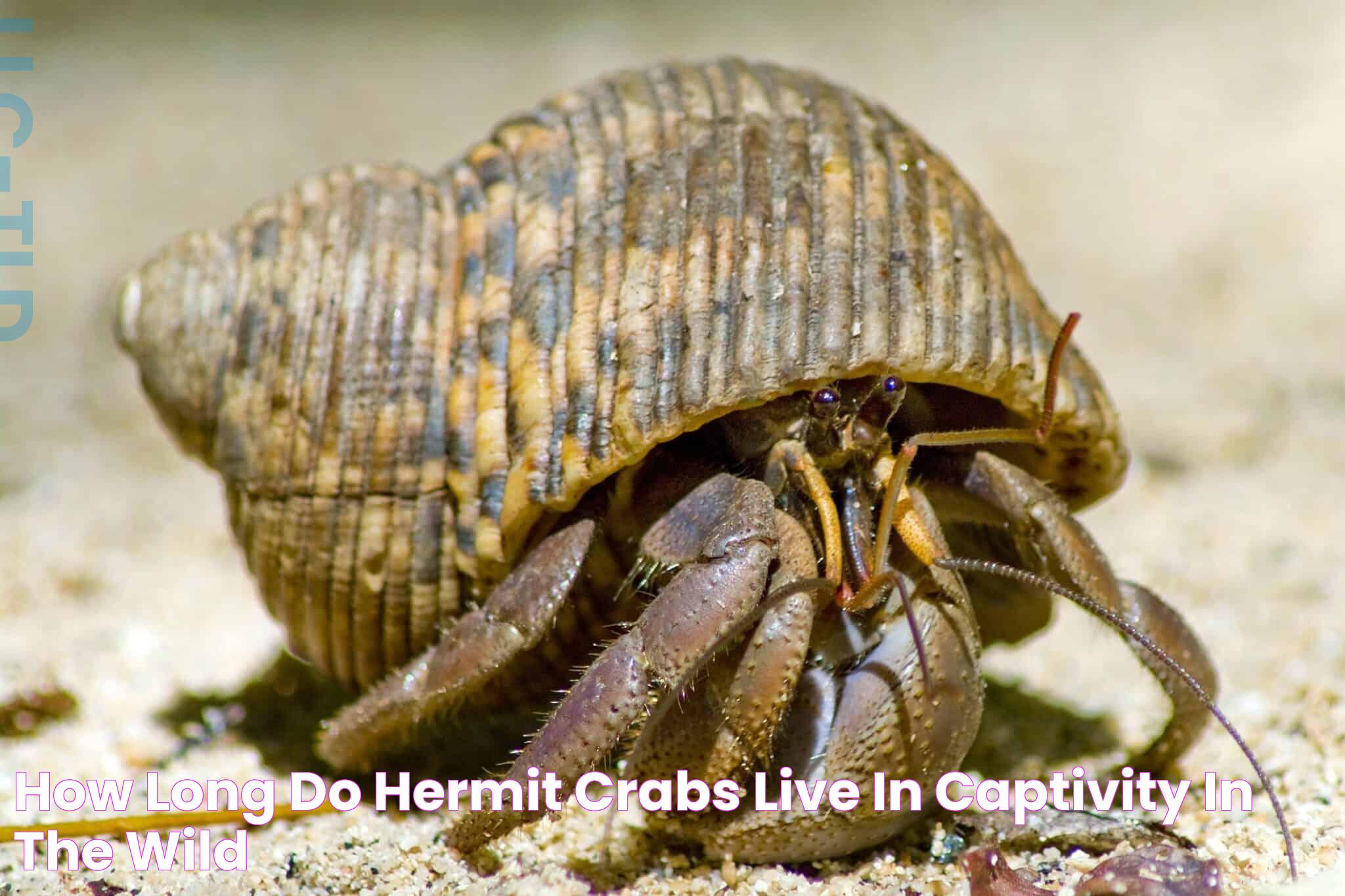 Hermit Crabs: Lifespan And Longevity Explained