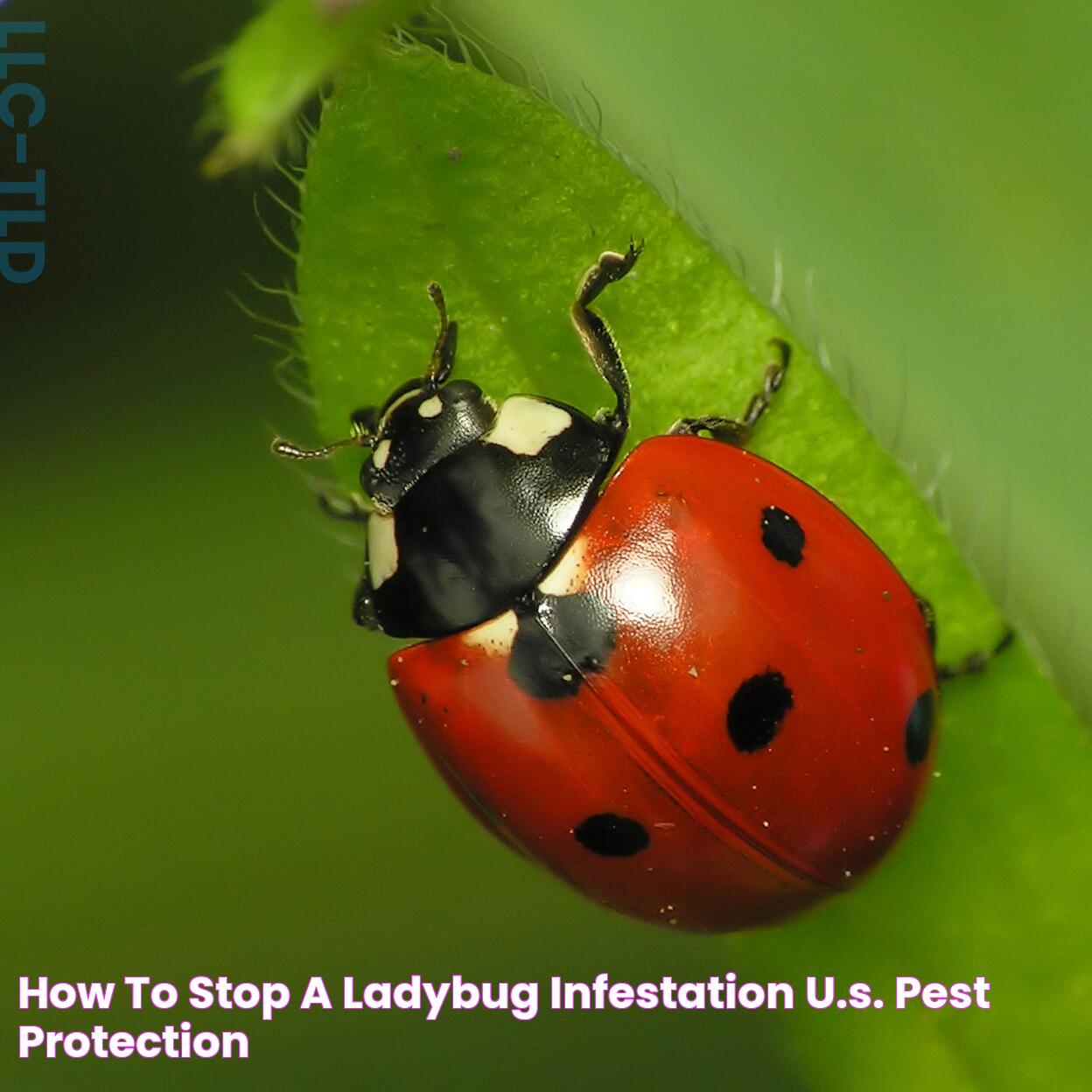 Ladybug Infestation: Causes, Effects, And Solutions