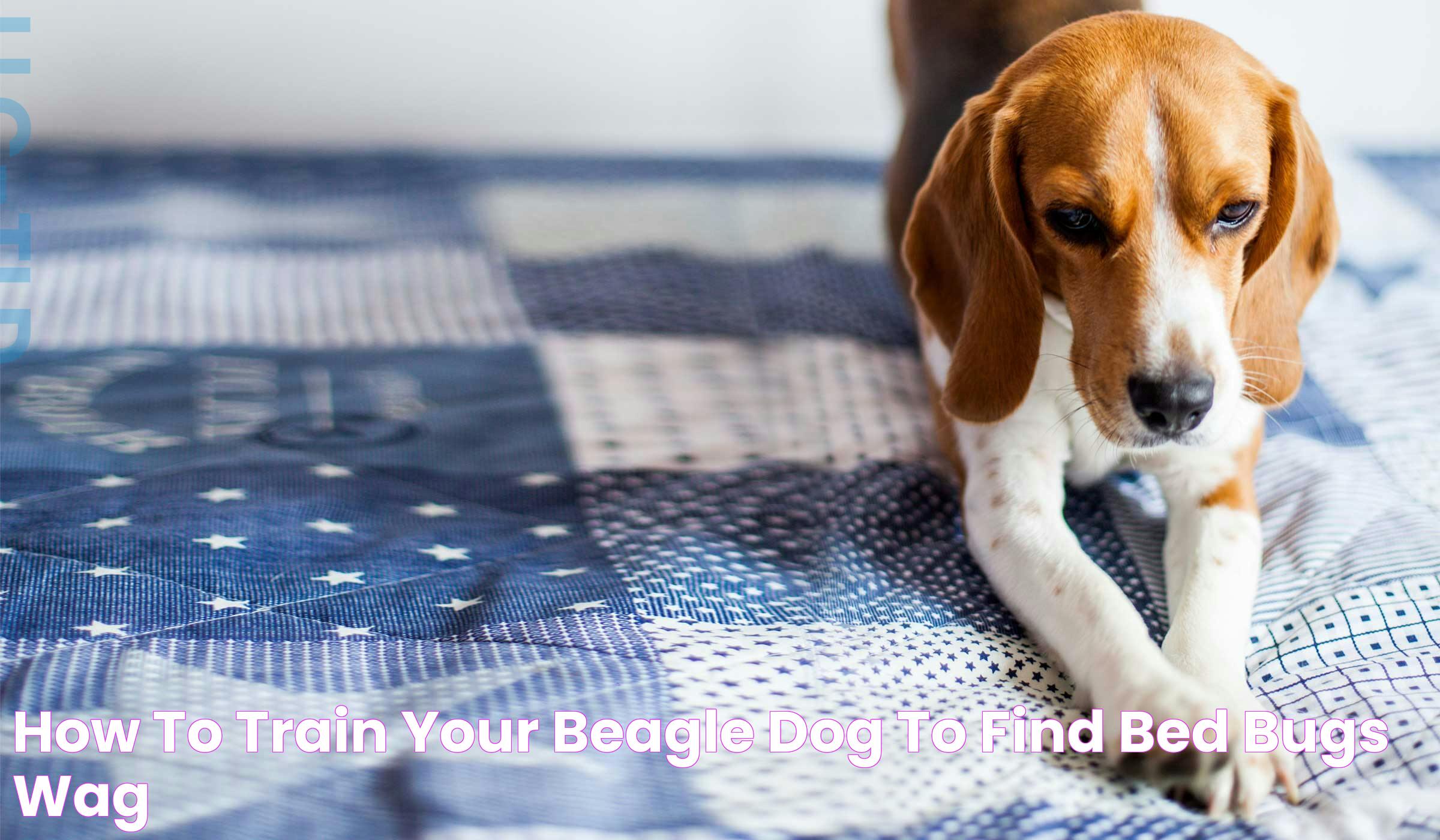 How to Train Your Beagle Dog to Find Bed Bugs Wag!