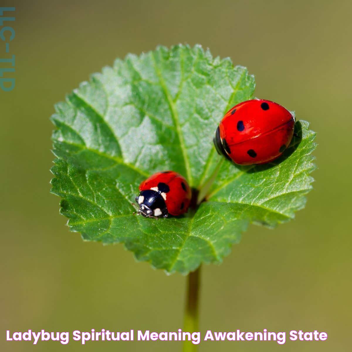 Ladybug Spiritual Meaning Awakening State