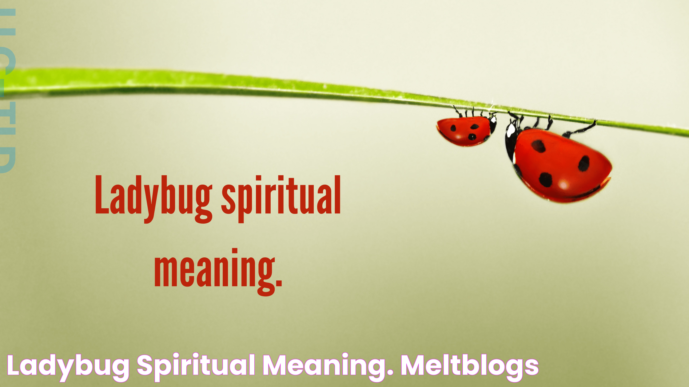 Ladybug Spiritual Meaning: Insights Into Symbolism And Significance