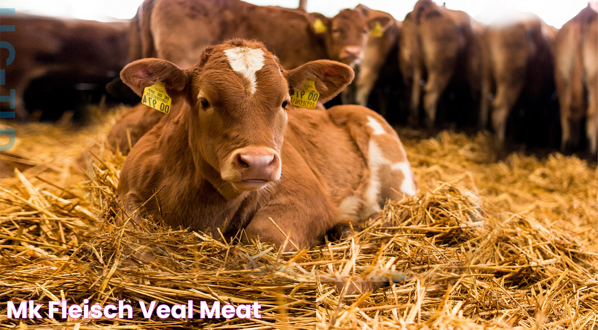 Veal Meat: A Culinary Delight For The Discerning Palate