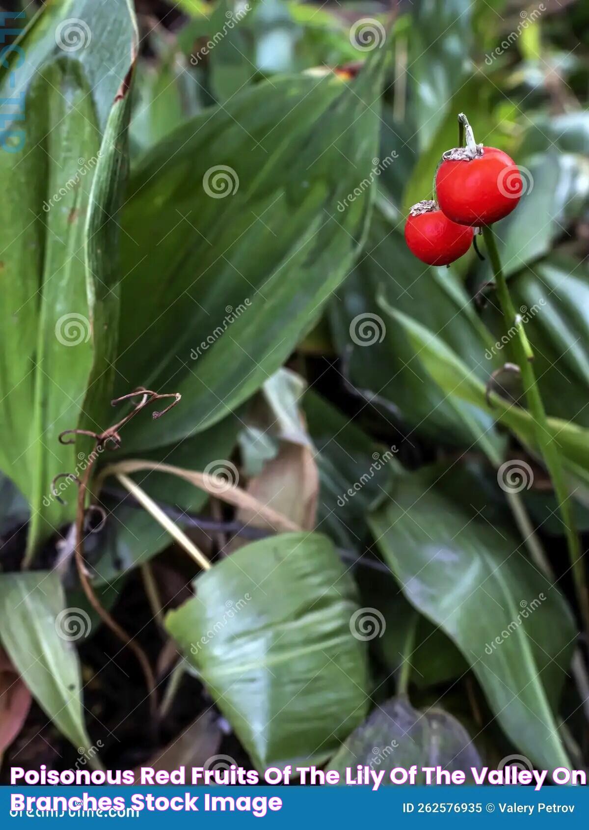 Poisonous Red Fruits of the Lily of the Valley on Branches Stock Image