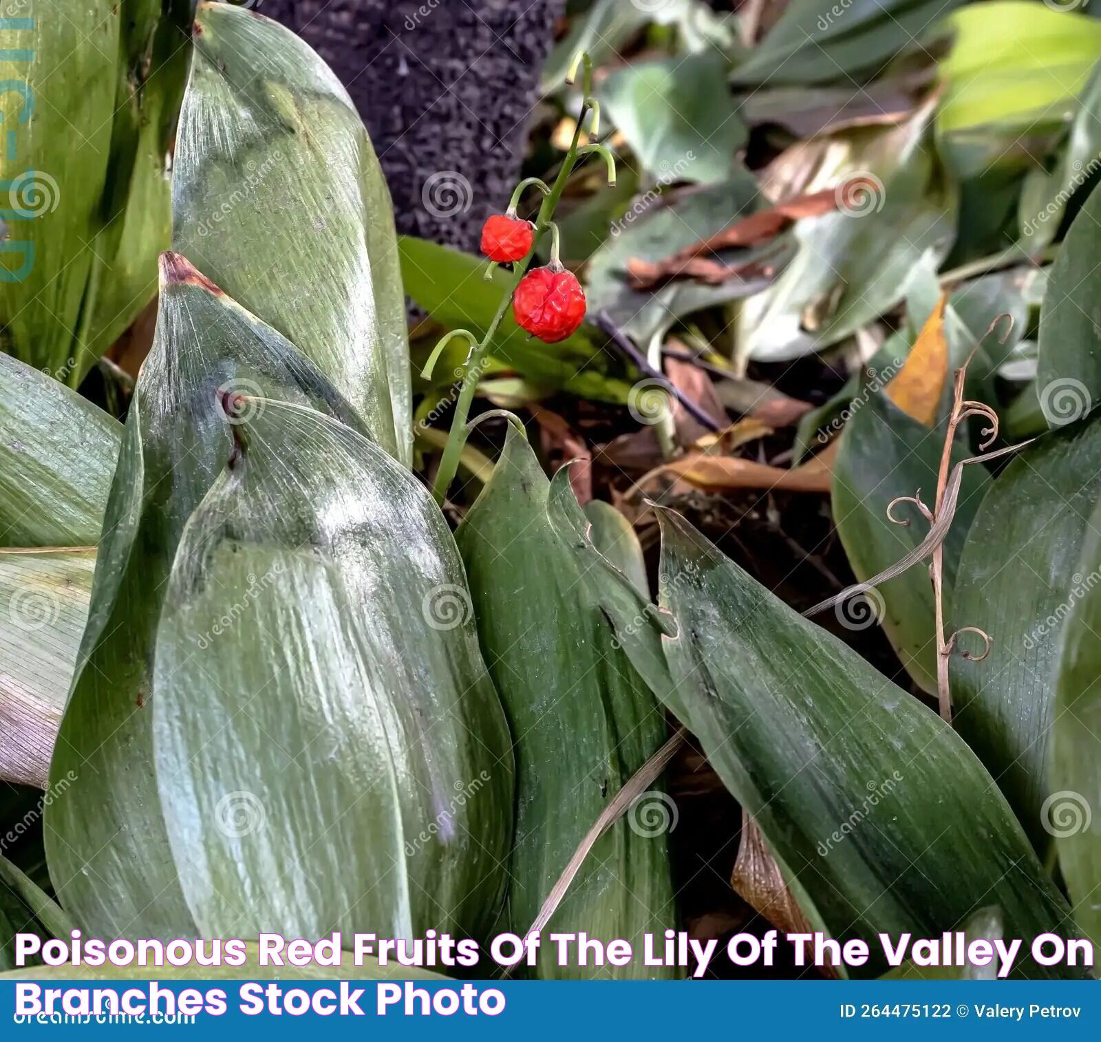 The Hidden Dangers Of Lily Of The Valley: Poisonous Beauty