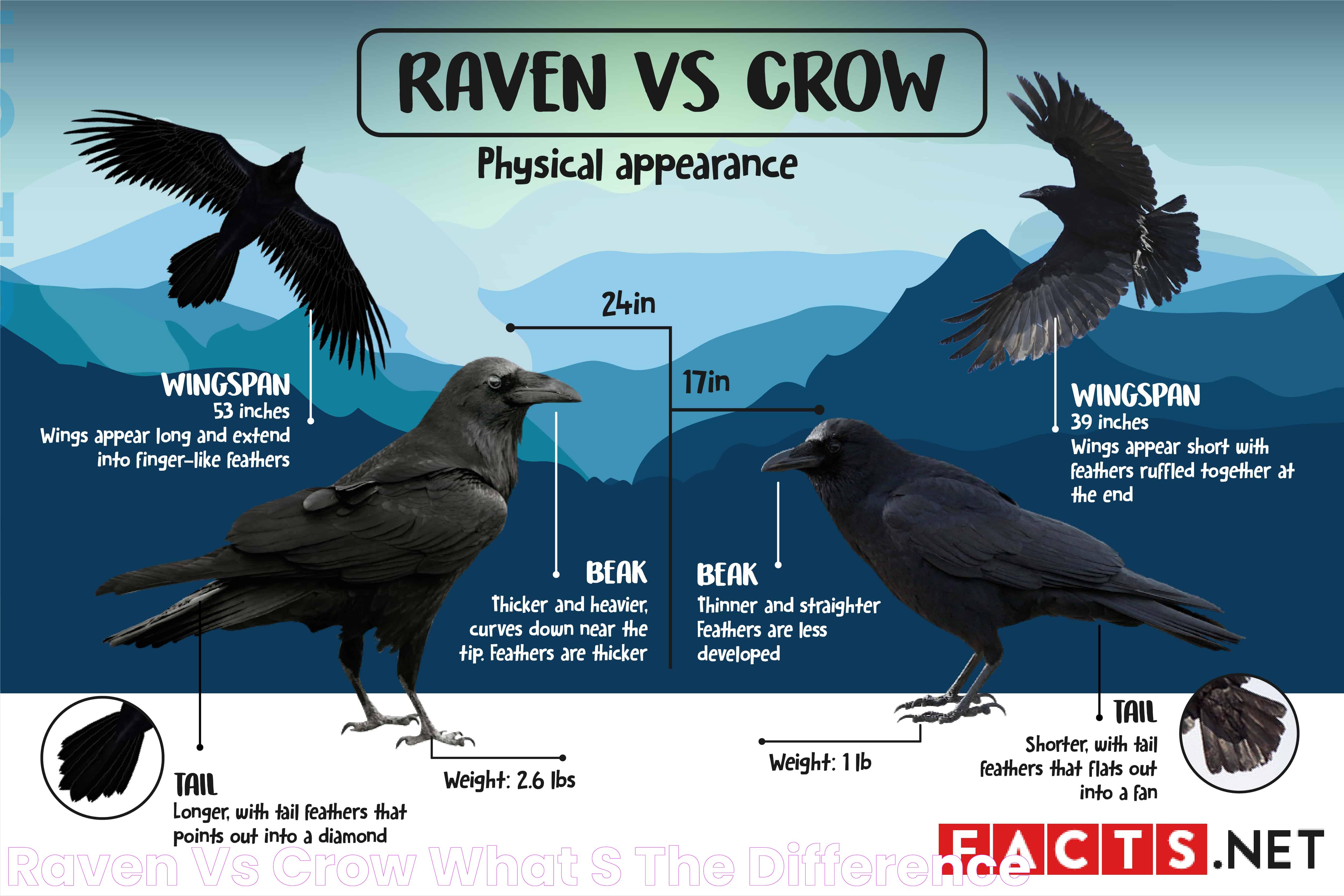 Raven VS Crow What's The Difference?