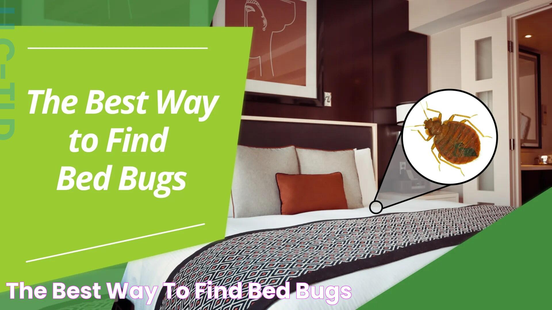 Effective Ways To Identify Bed Bugs In Your Home