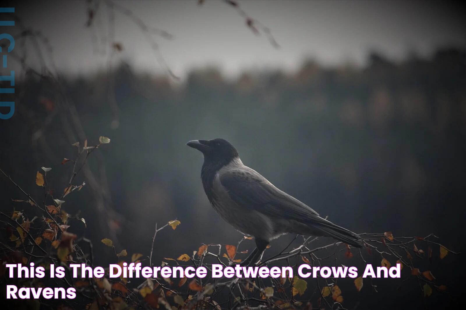 This is the difference between crows and ravens!