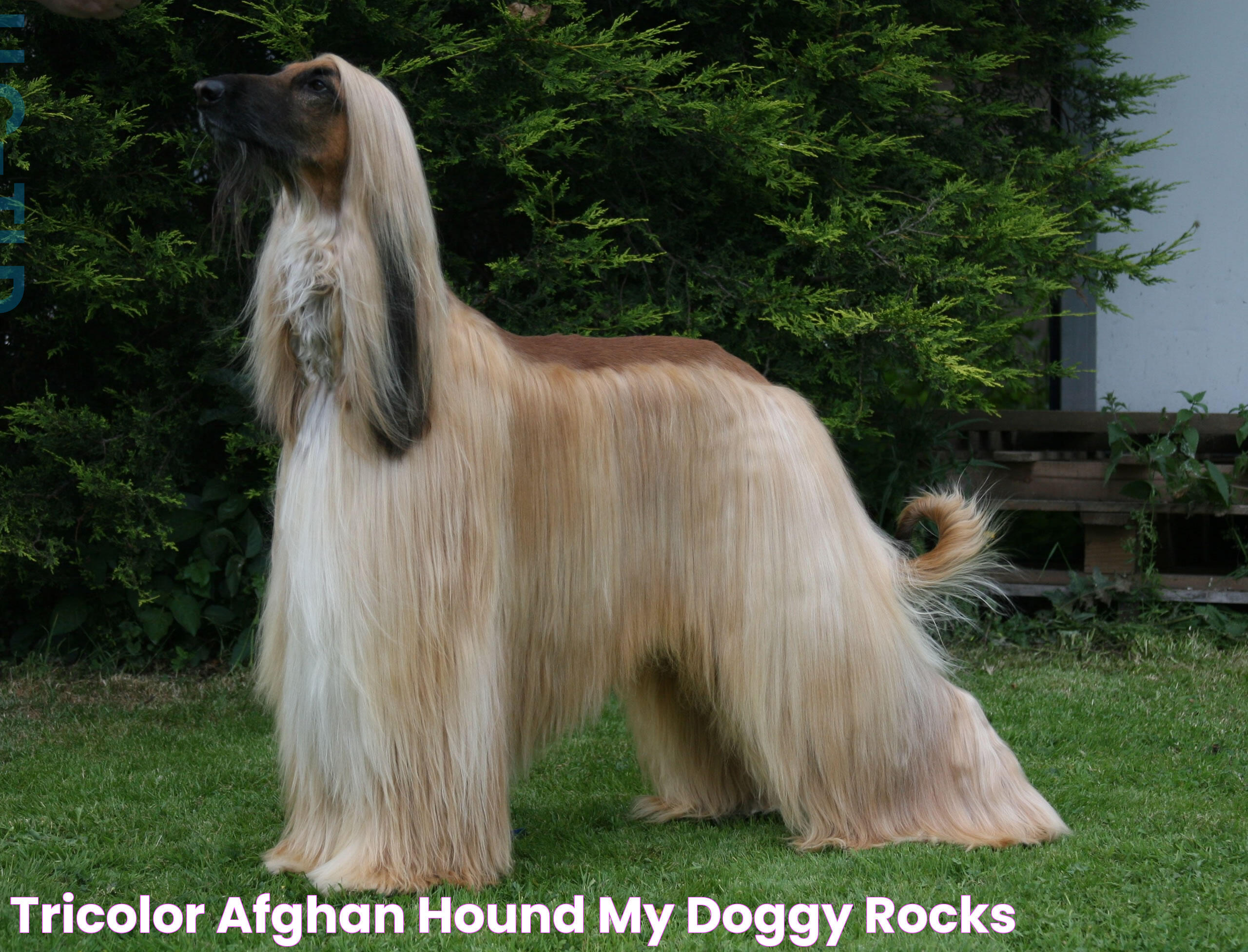 Tricolor Afghan Hound My Doggy Rocks