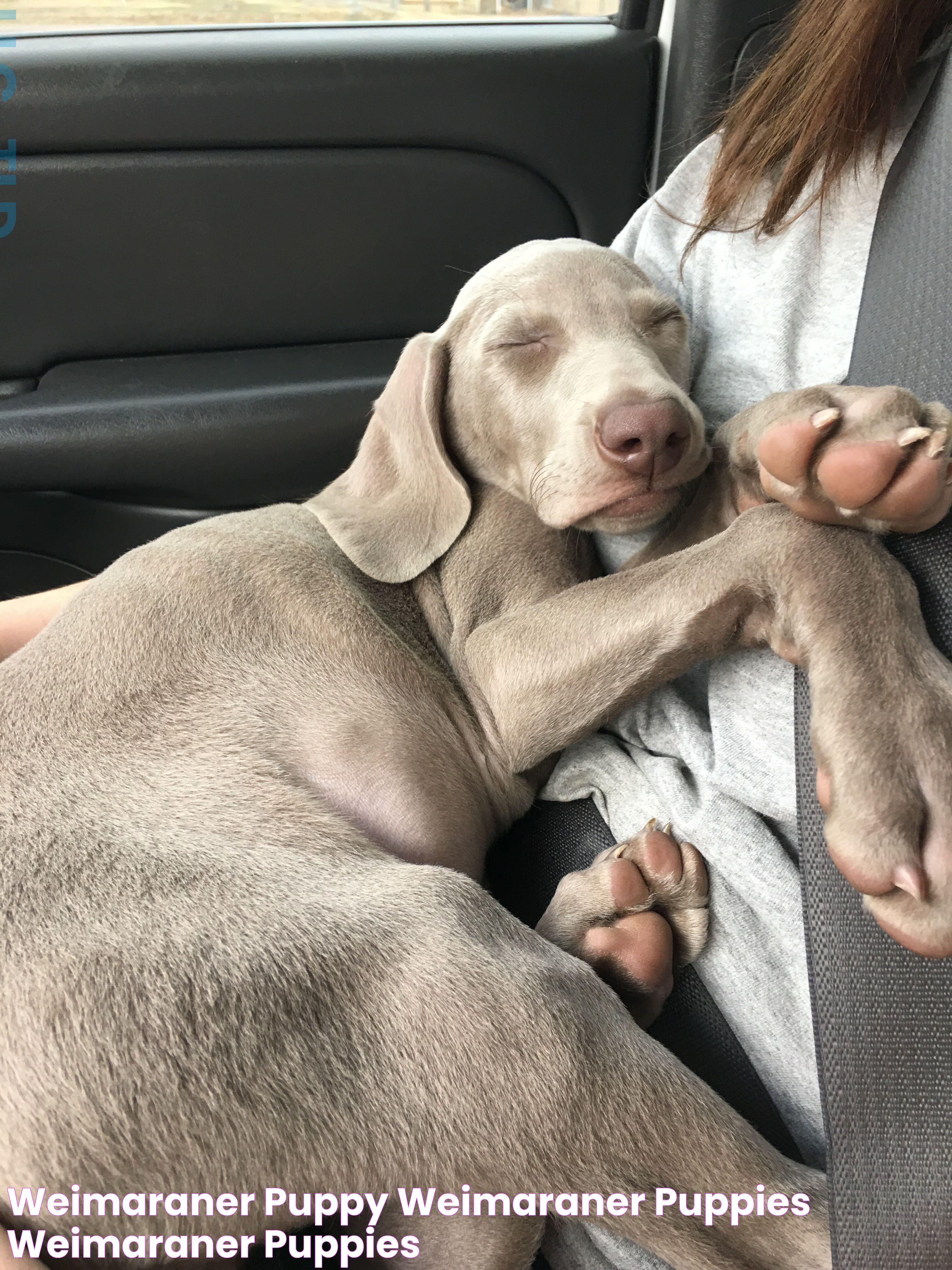 Weimaraner puppy Weimaraner puppies, Weimaraner, Puppies