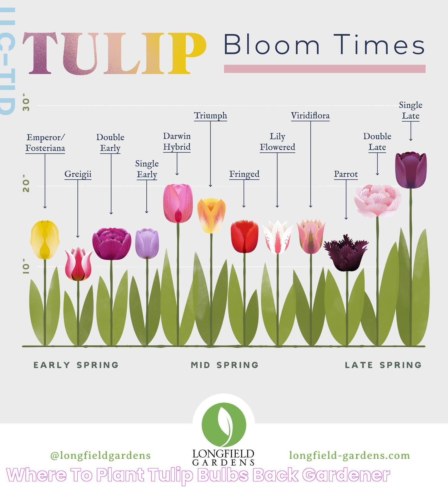 Where to Plant Tulip Bulbs Back Gardener