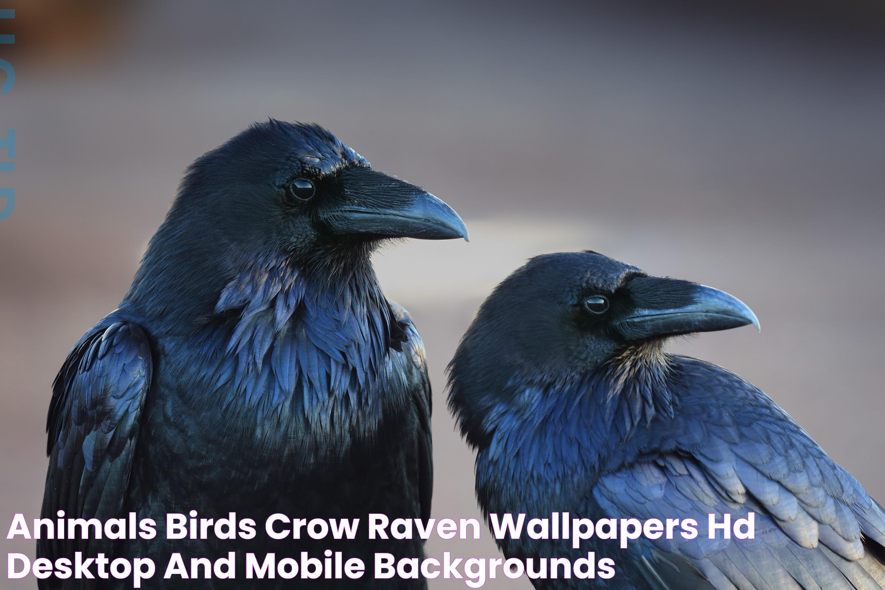 Raven Or Crow: A Tale Of Two Birds