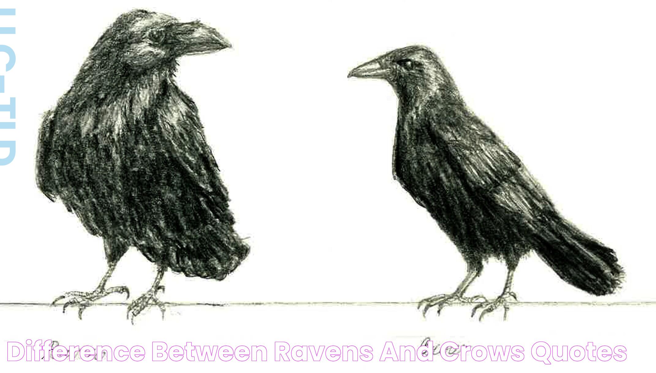 Understanding The Intricate Differences Between Crows And Ravens: A Guide To Corvids