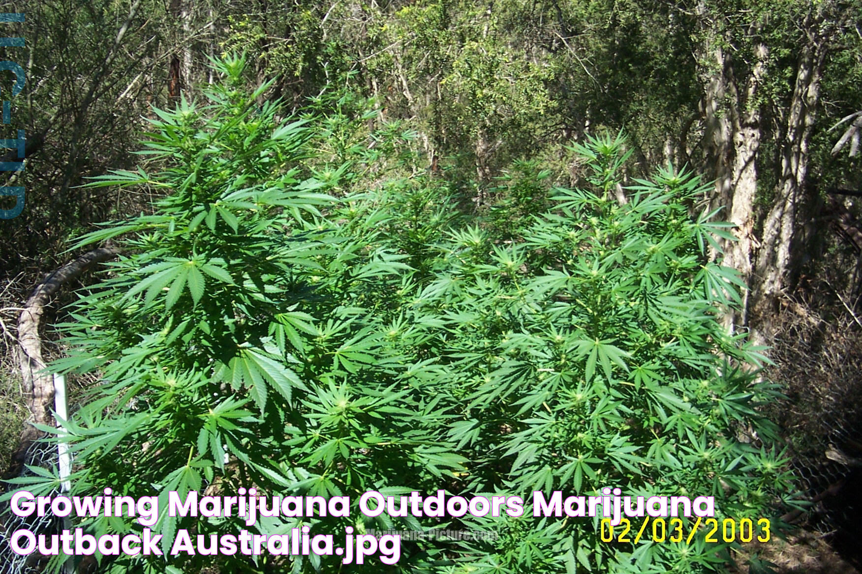 Mastering The Art Of Growing Marijuana Outdoors: An Expert's Guide