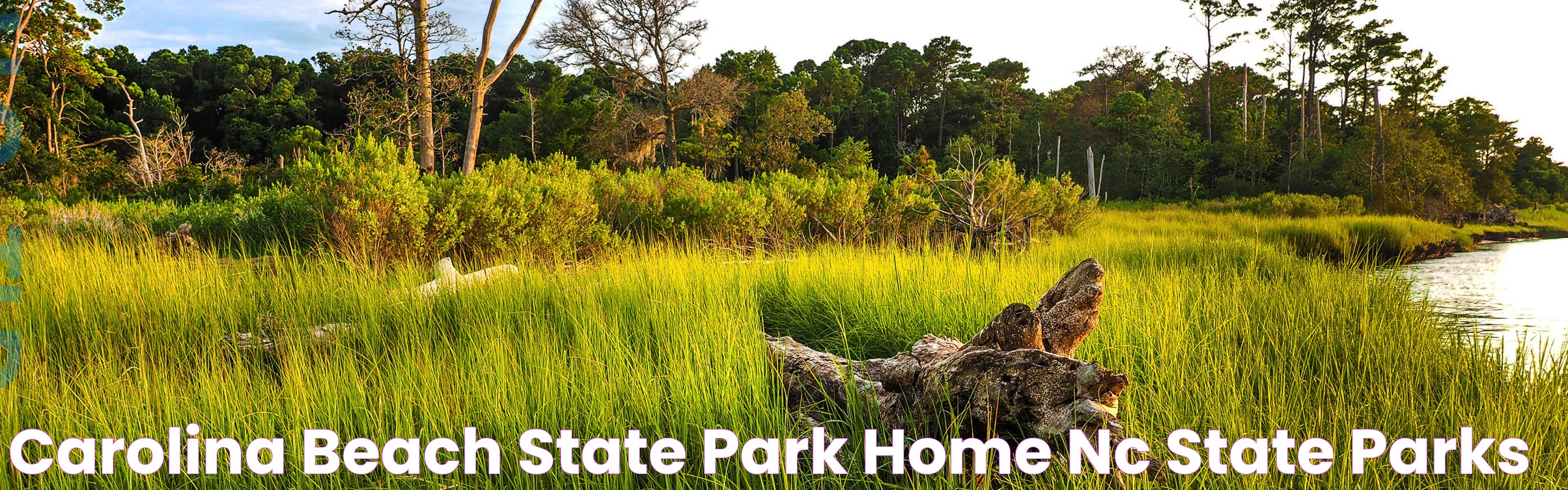 Carolina Beach State Park Home NC State Parks