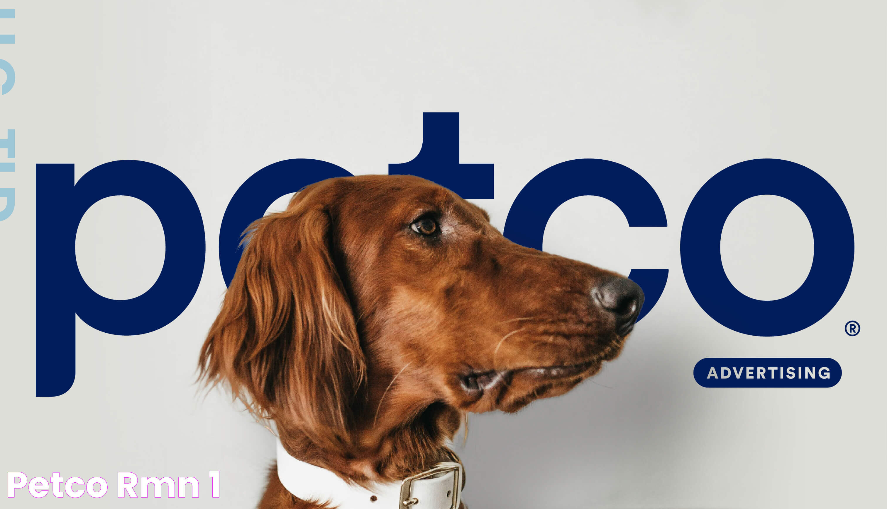 Ultimate Guide To Petco Maui: Services, Products, And Pet Care Tips